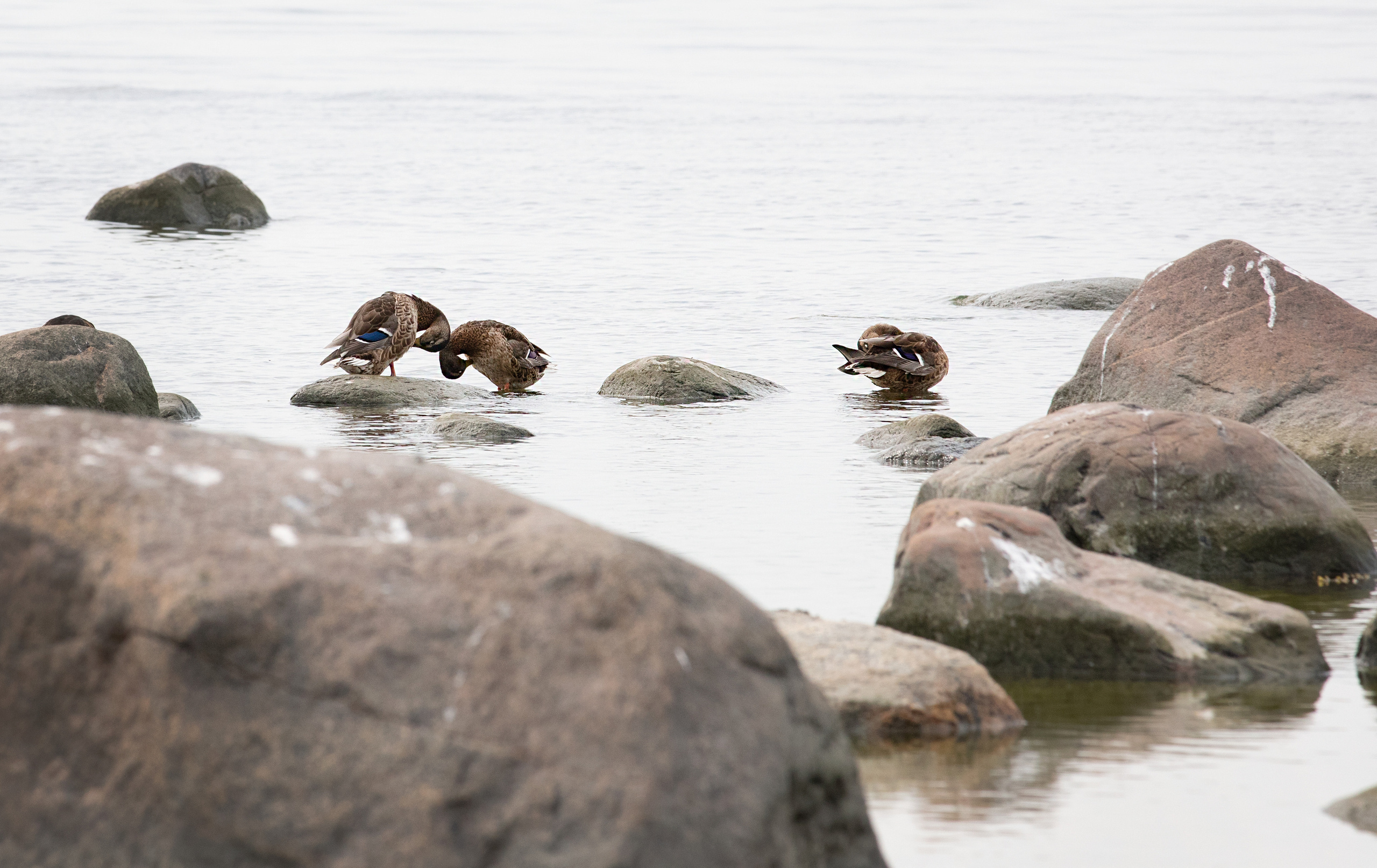 Birds & Animals. Воройская Анна