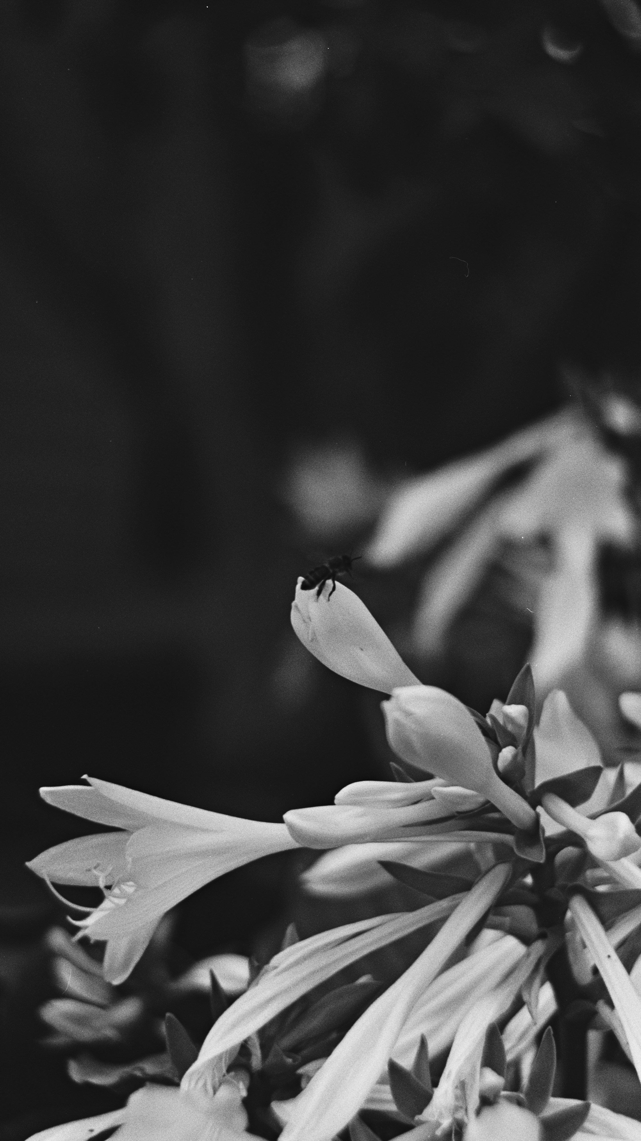 Пленочная история. Дмитрий Пропадалин, Нейрофотография