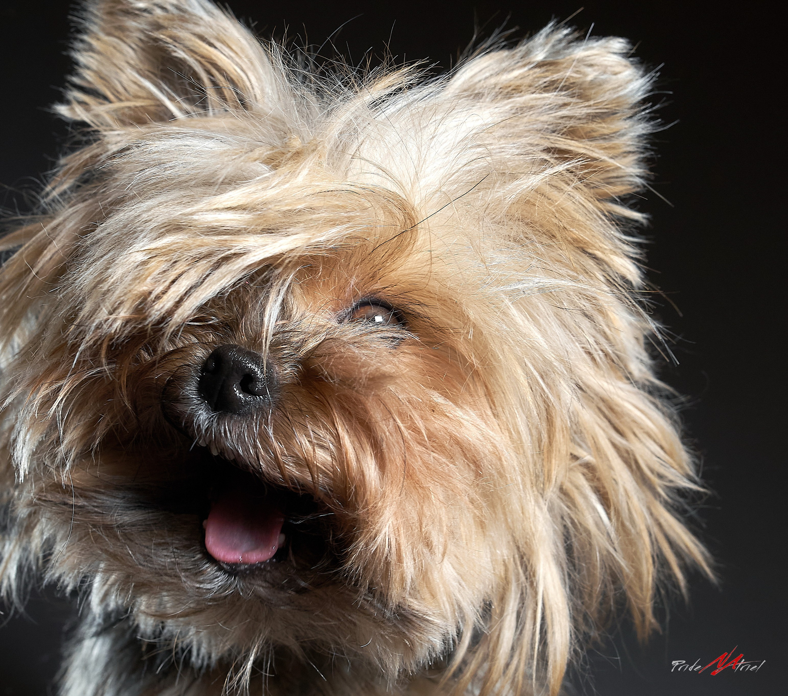 Йоркширский терьер Циля