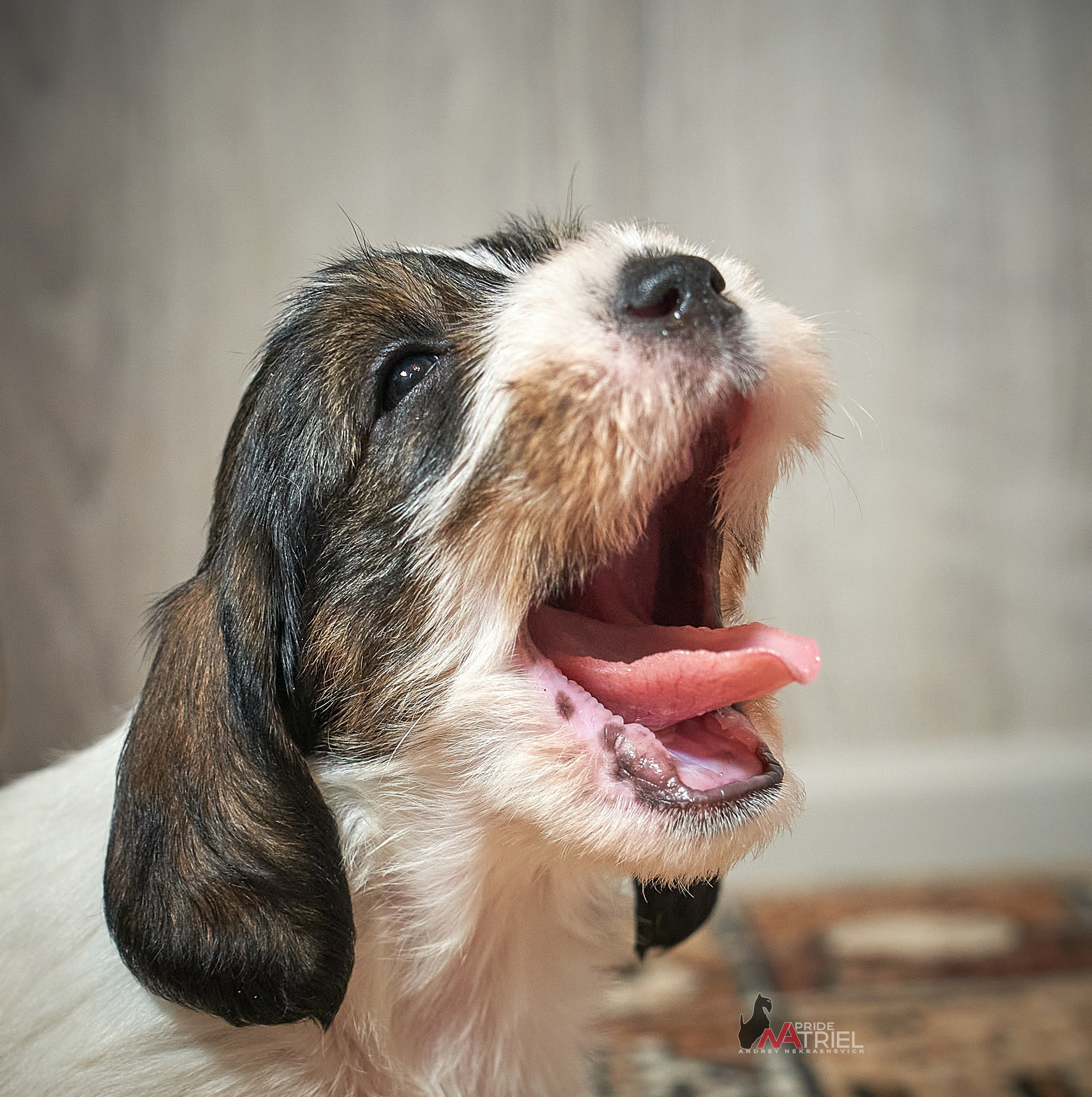 Щенки дома — галерея NATRIEL