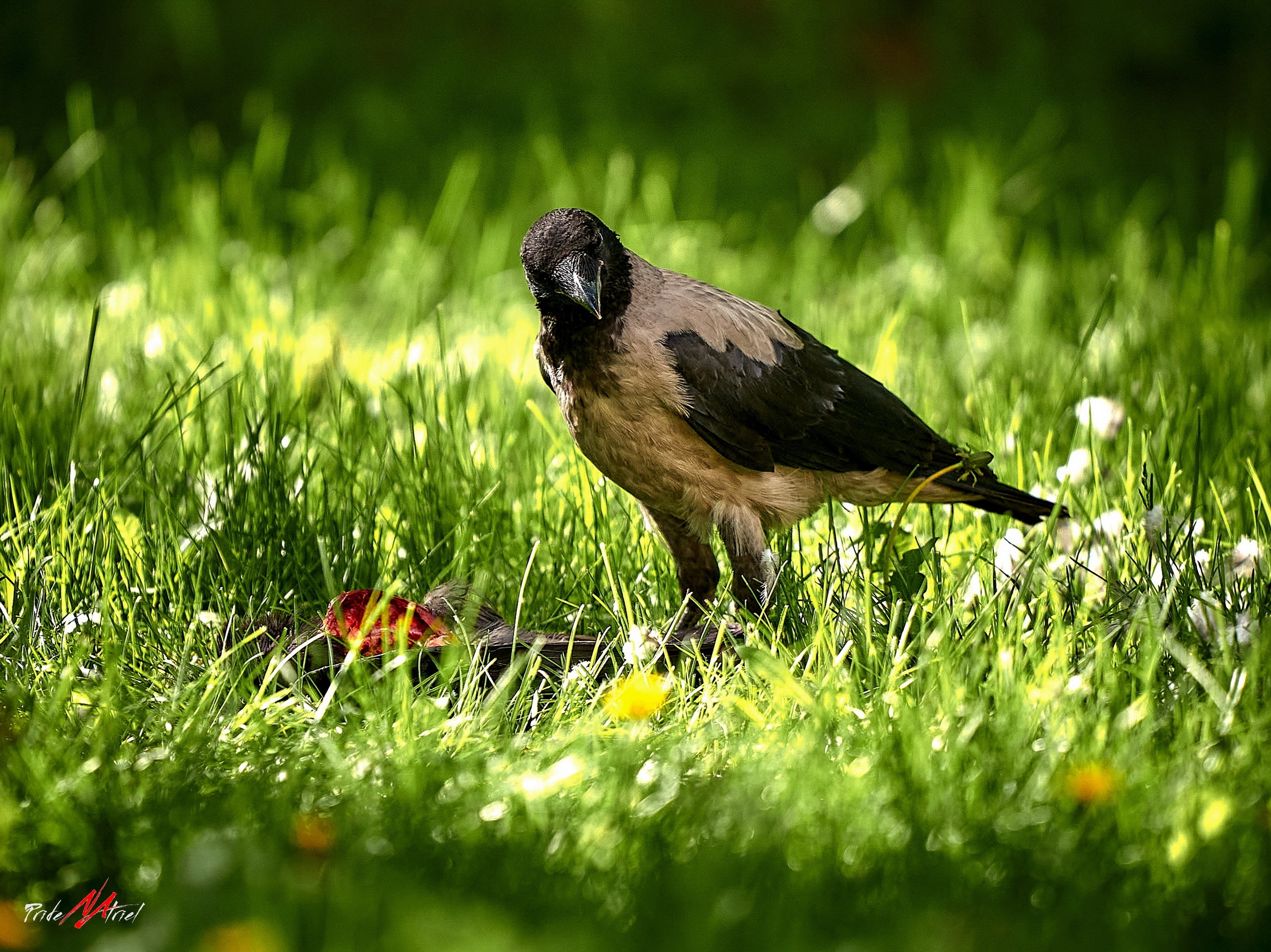 Фото птиц — галерея NATRIEL