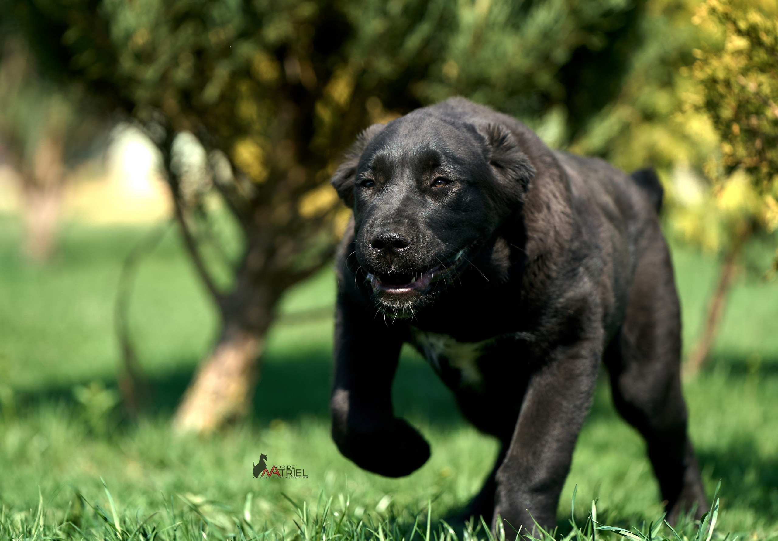 Среднеазиаты — щенки и взрослые