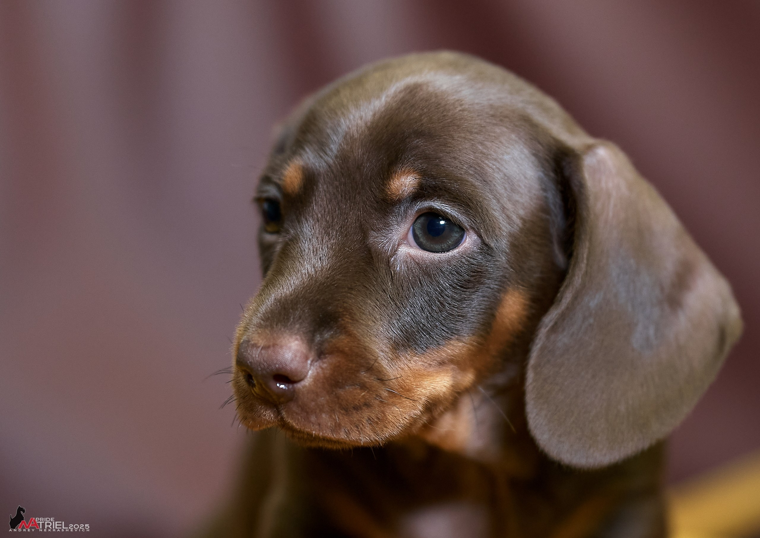 Съемка щенков таксы с мобильным светом