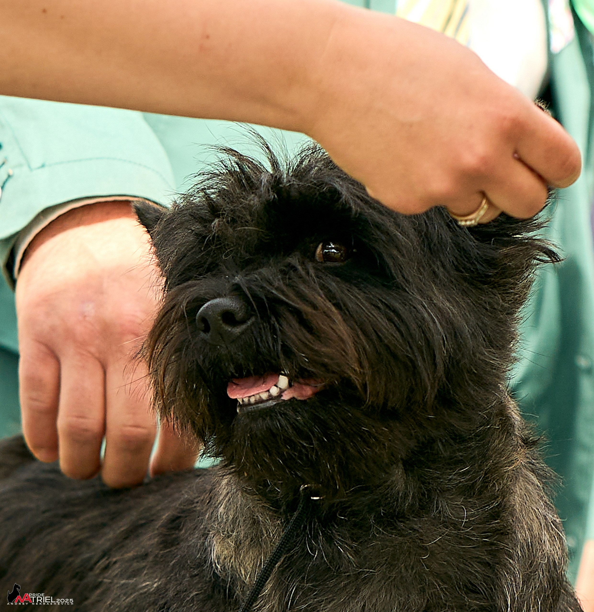Выставка собак Суздаль-Владимир