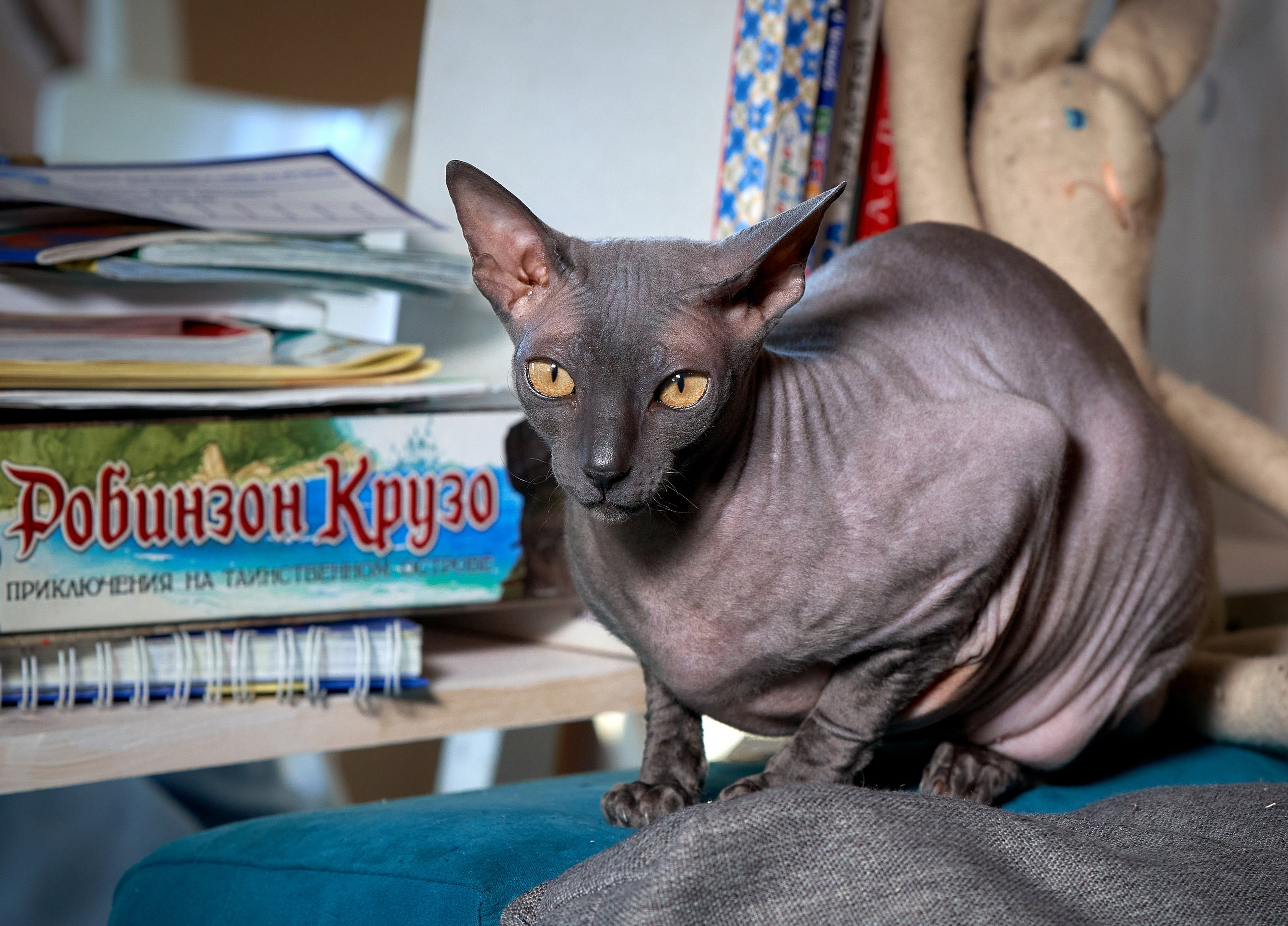 Домашние кошки — галерея NATRIEL