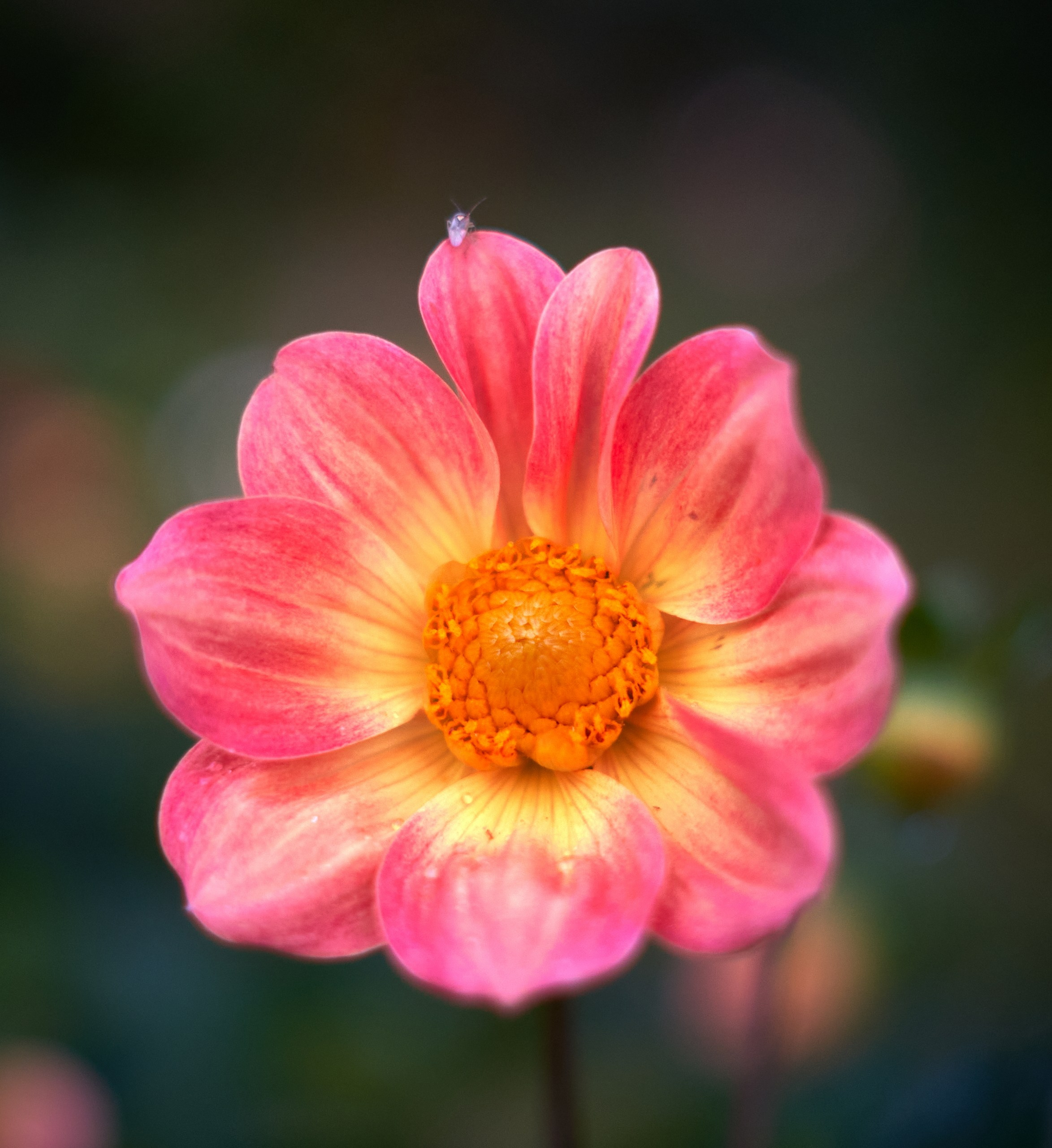 Лютики-цветочки — галерея NATRIEL