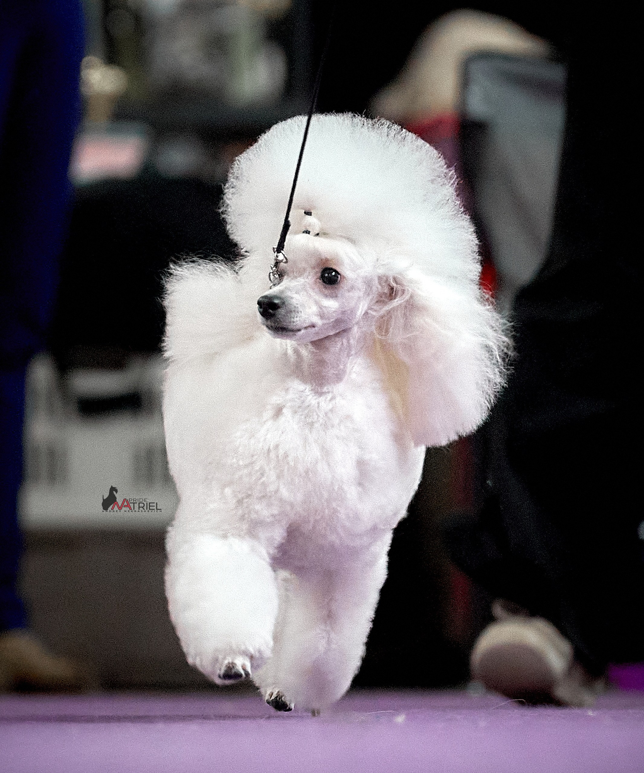 Работа в рингах — галерея NATRIEL