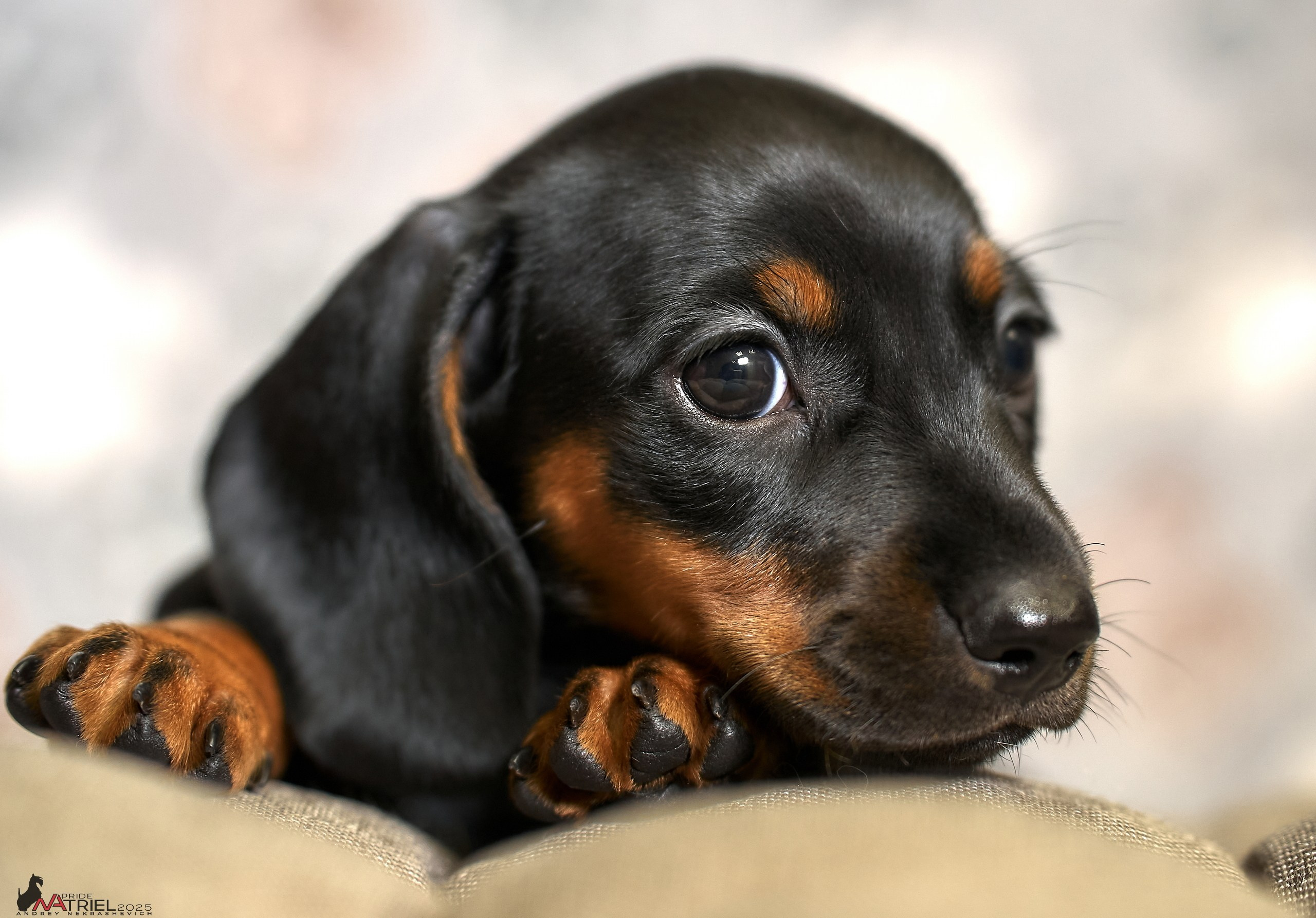 Съемка щенков таксы с мобильным светом