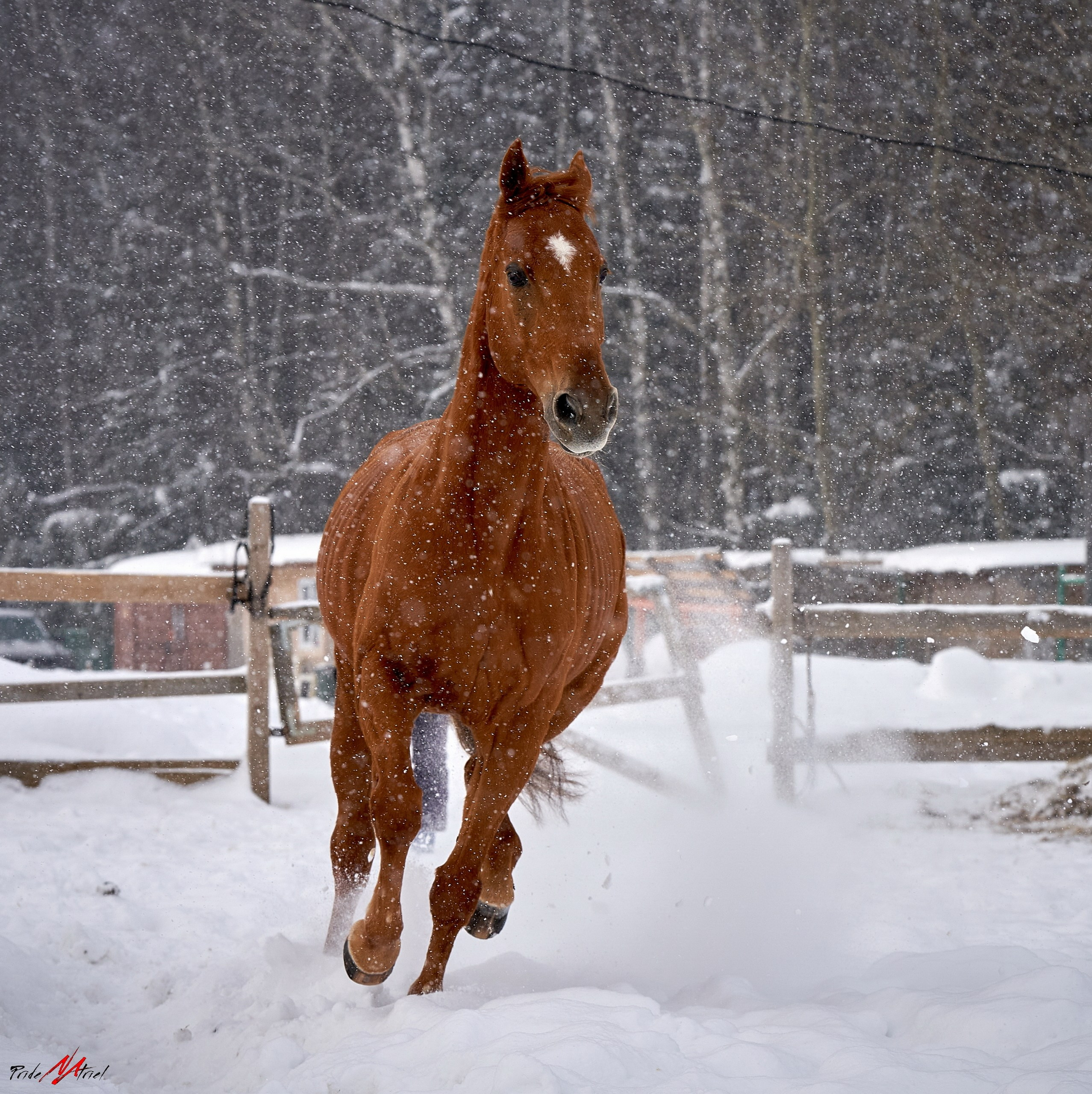 Снимки лошадей — галерея NATRIEL