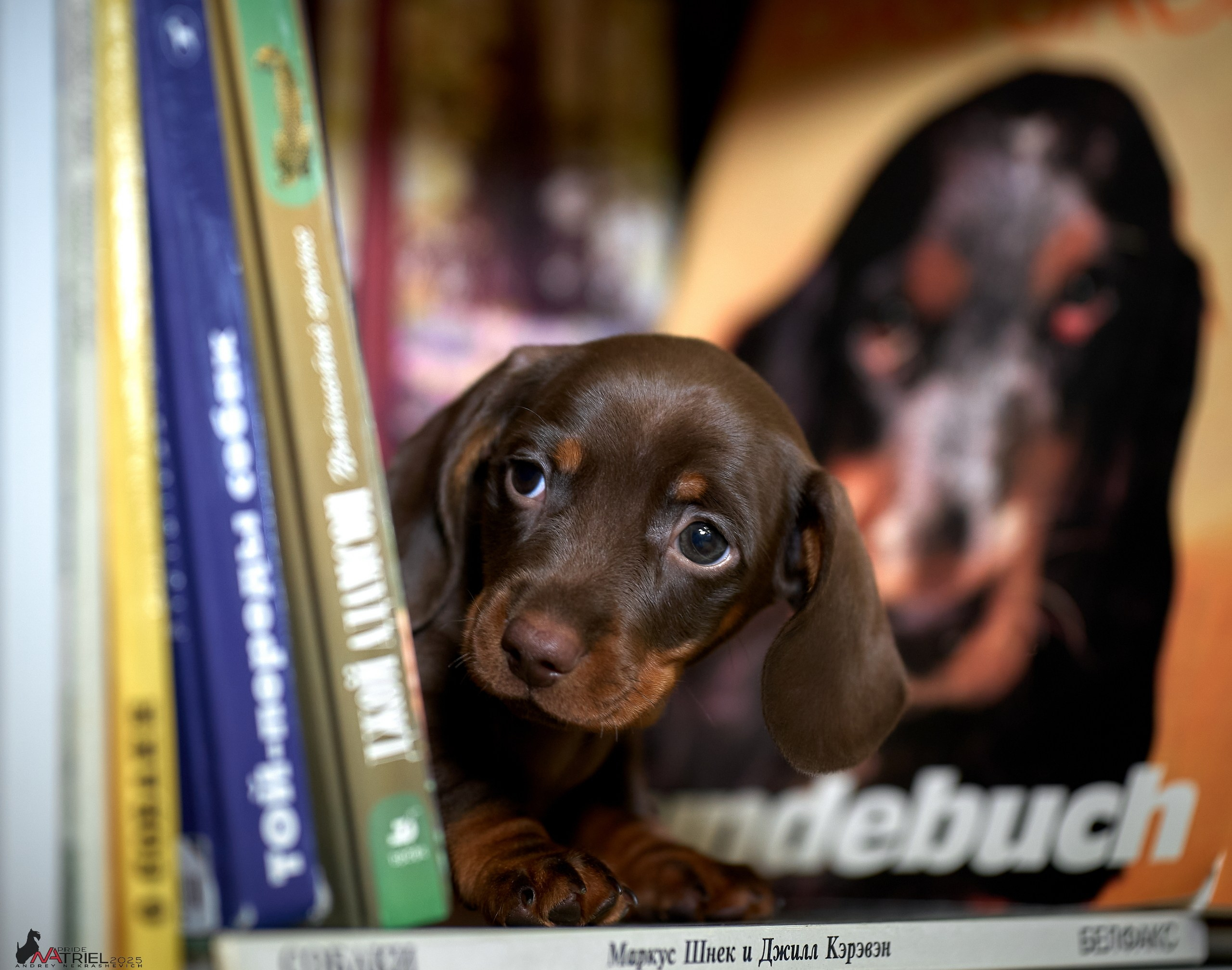 Съемка щенков таксы с мобильным светом