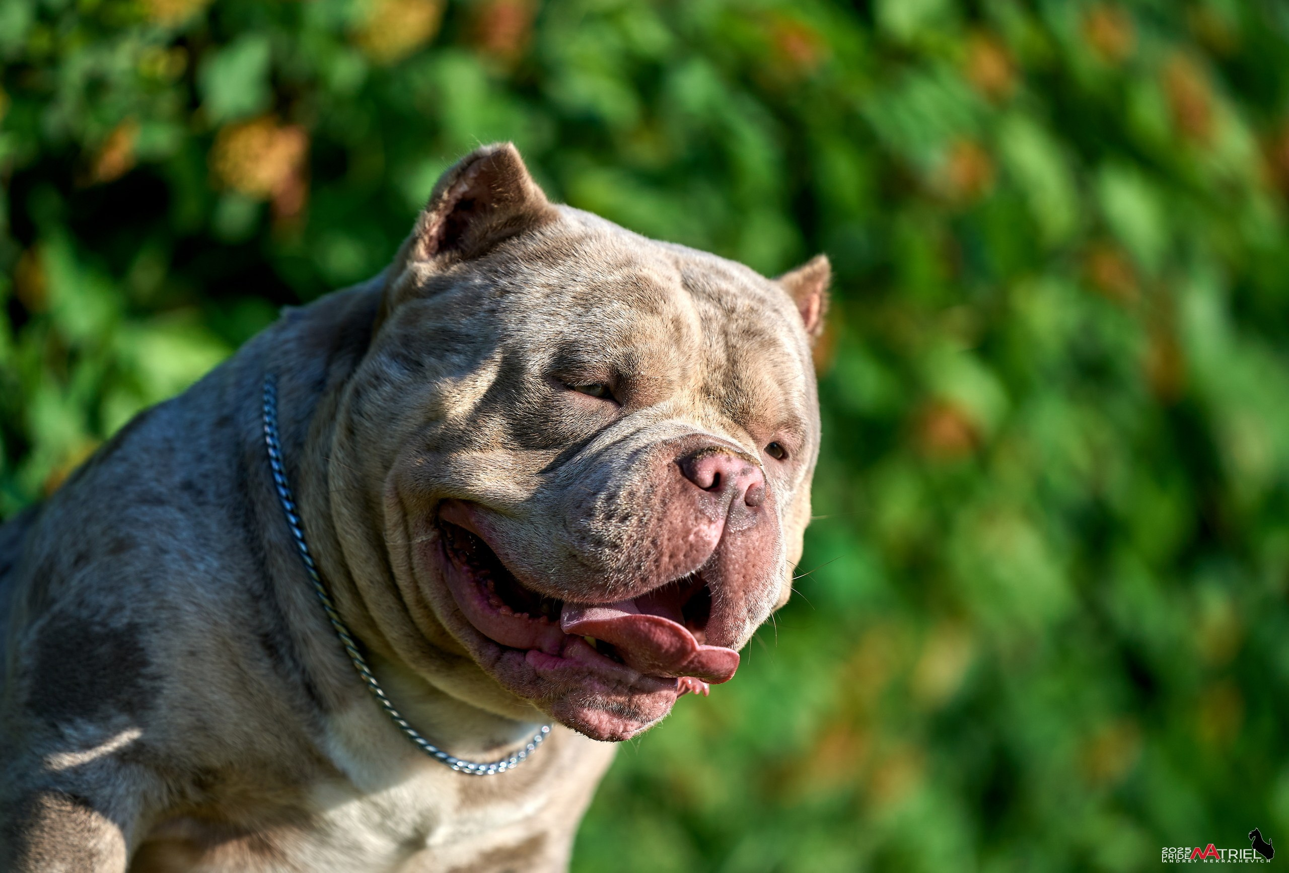 Съемка собак породы булли на природе