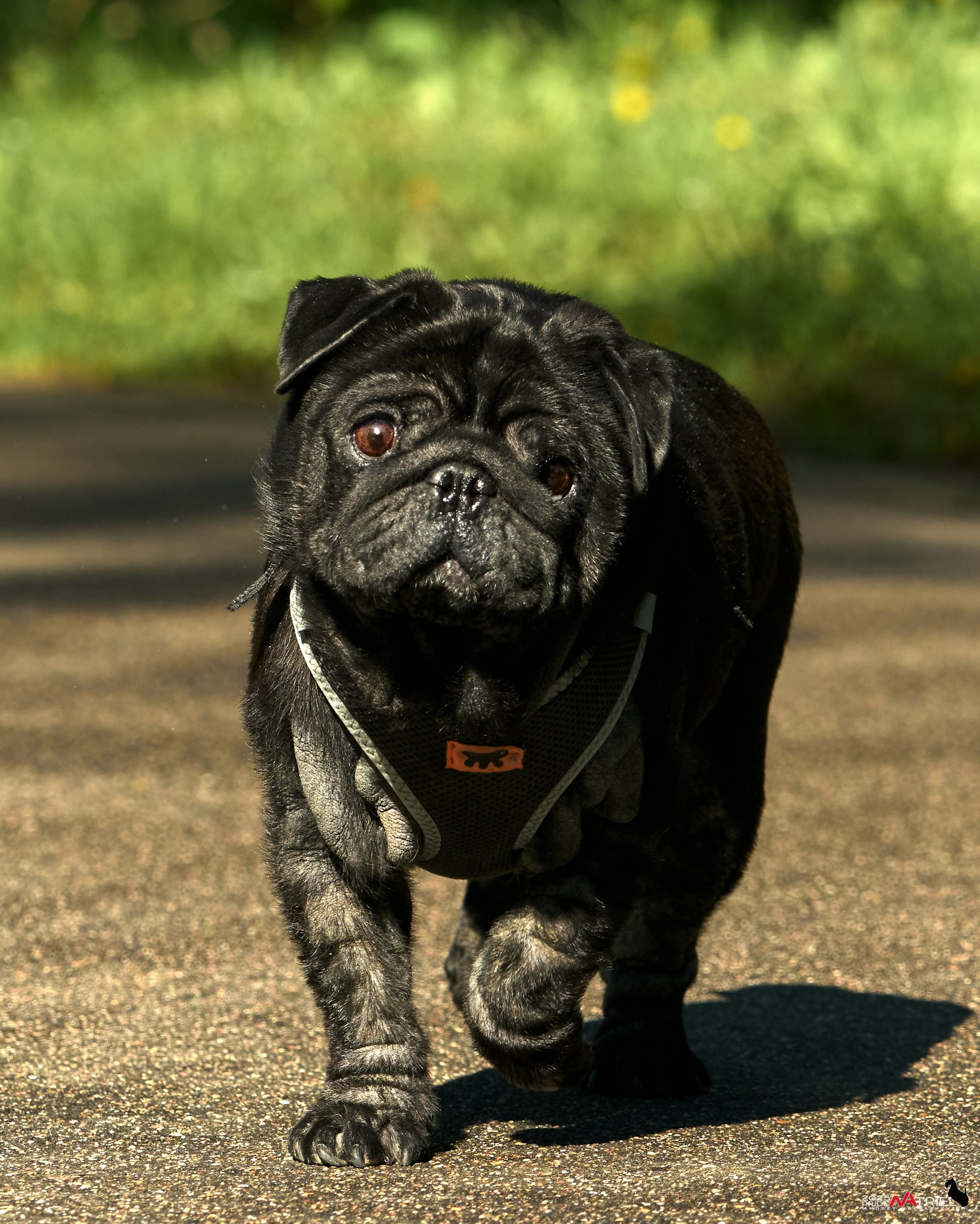 Птички и цветочки