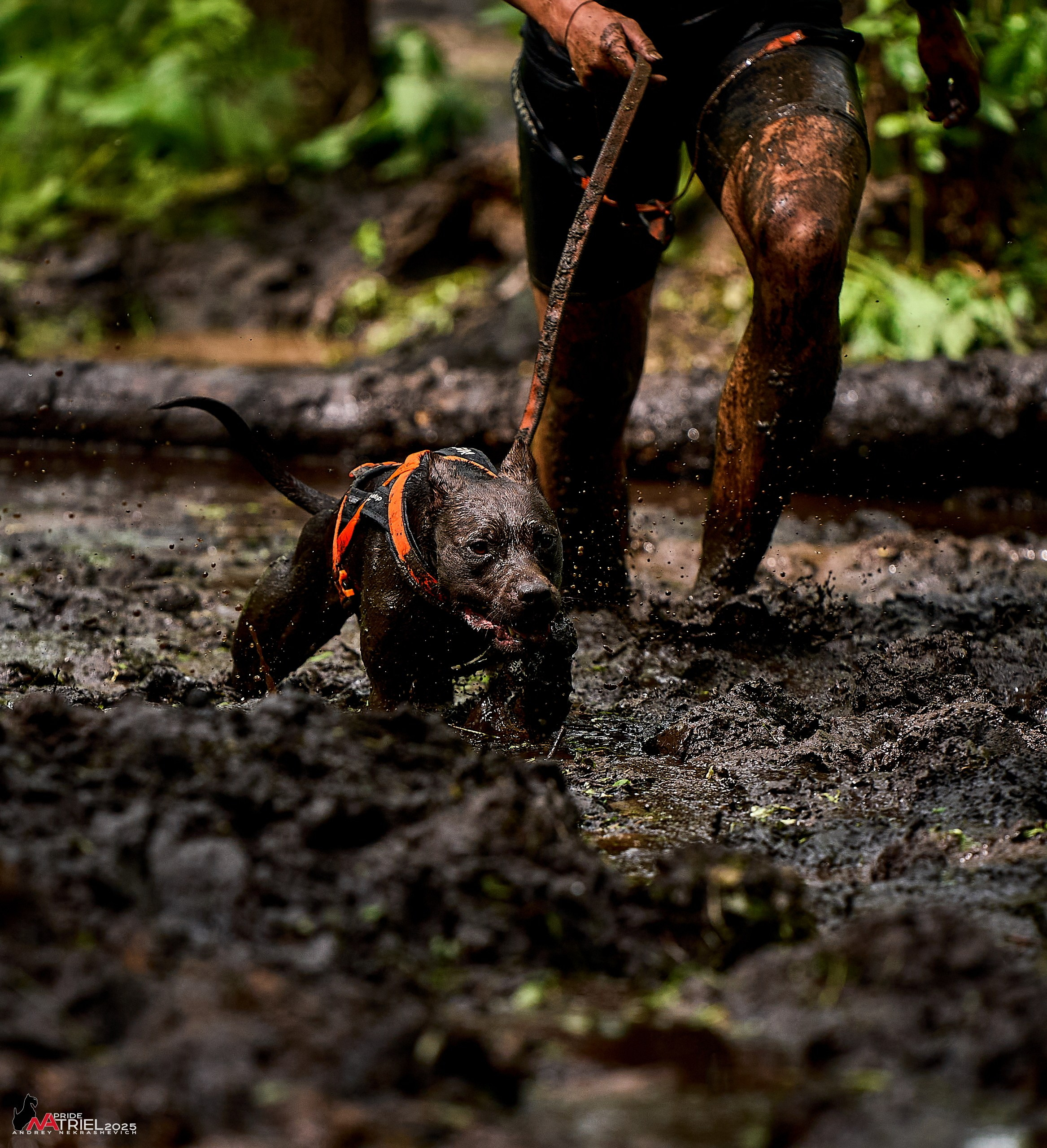 Russian Extreme Dog Trail — 2025