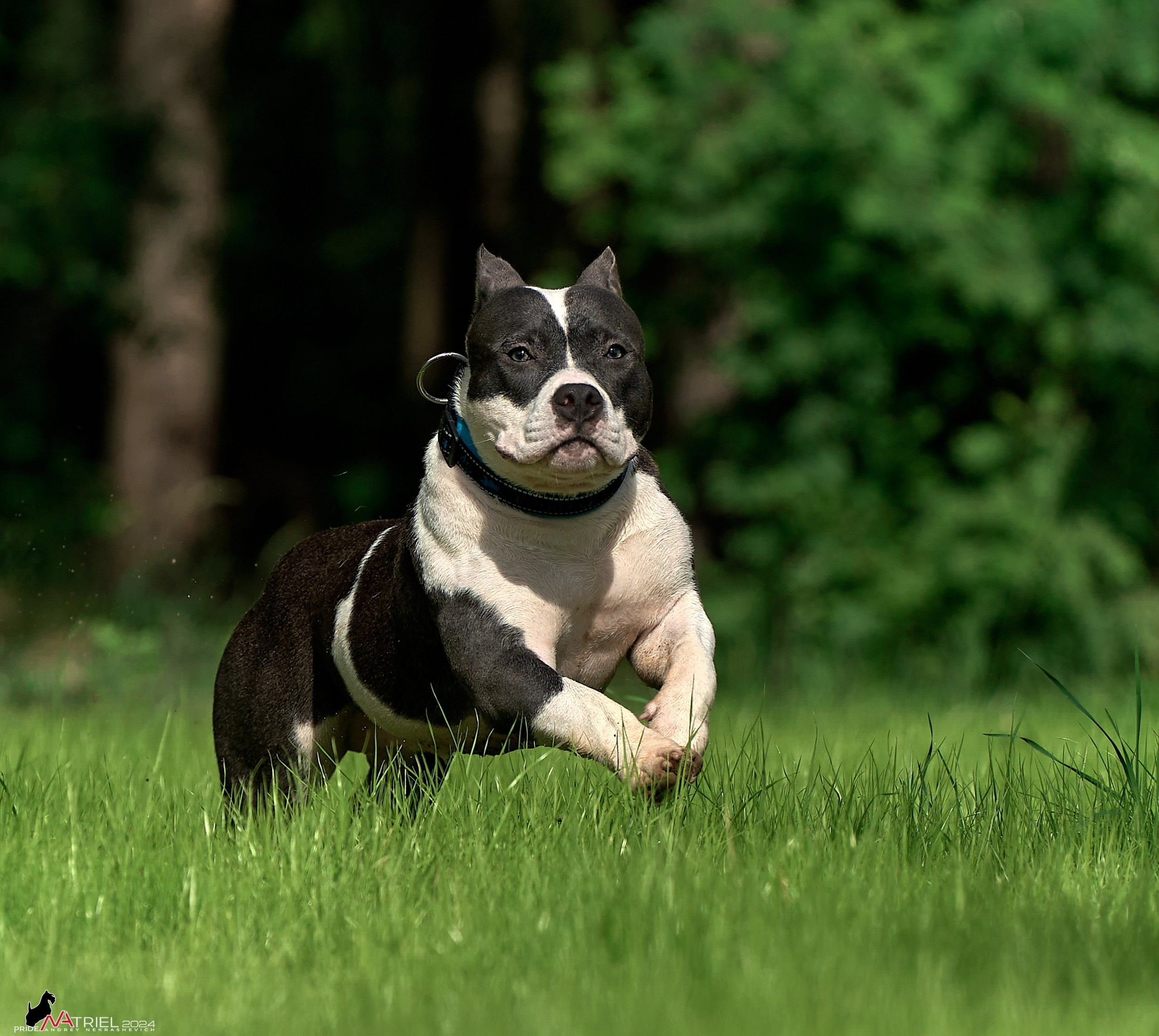 Фотопрогулка с булли