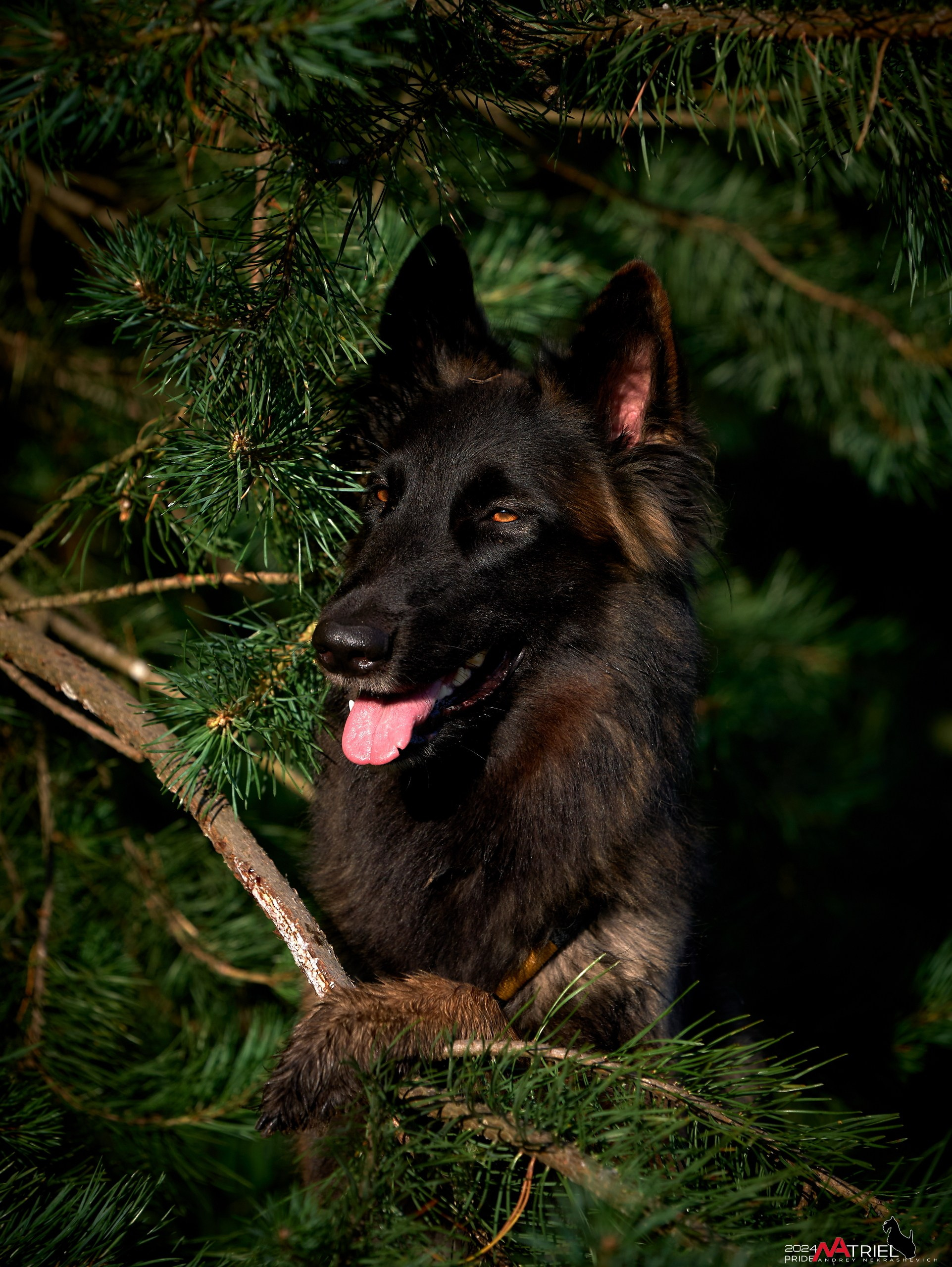 Репортаж из кинологического лагеря