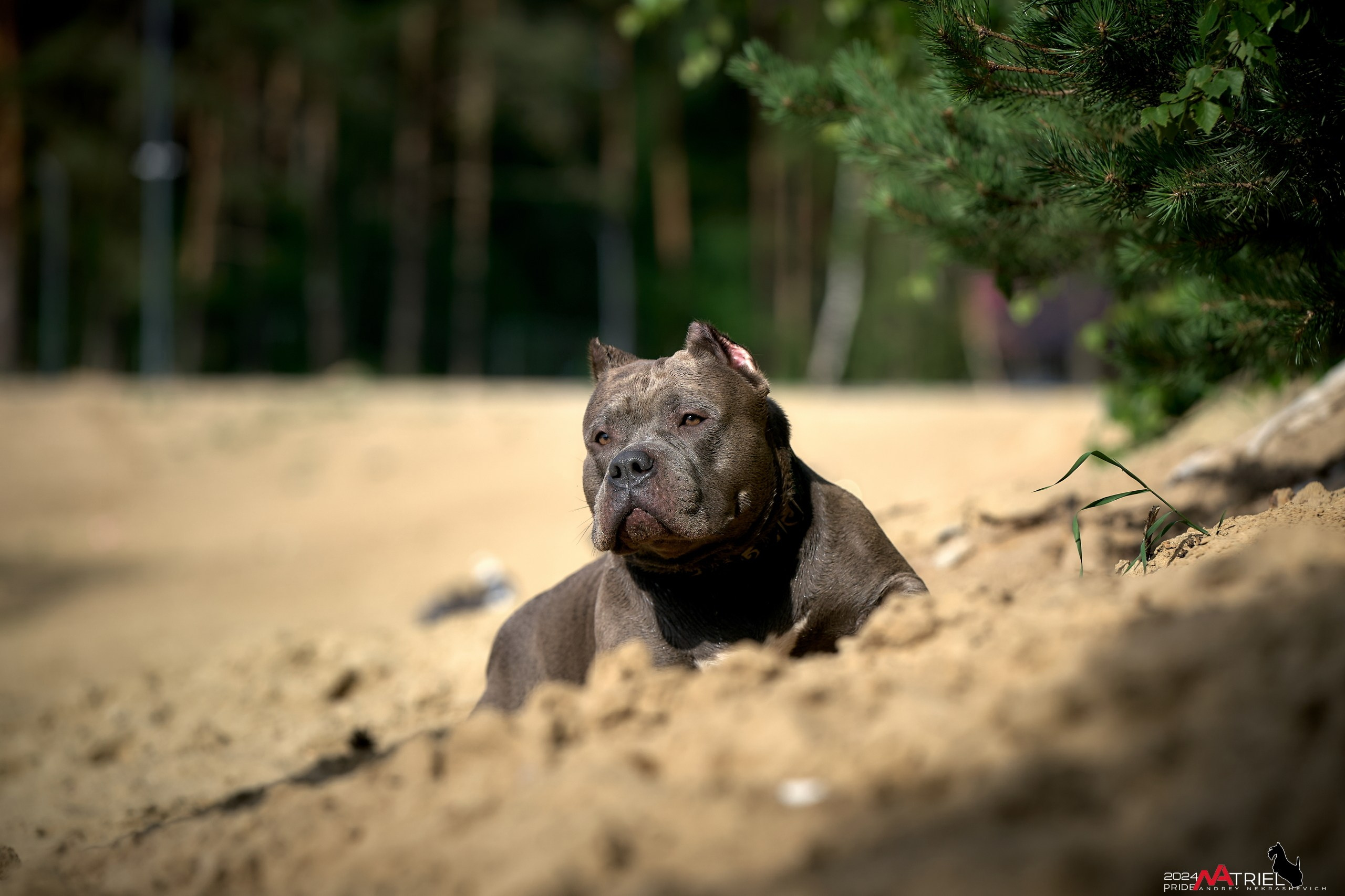 Фотопрогулка с булли