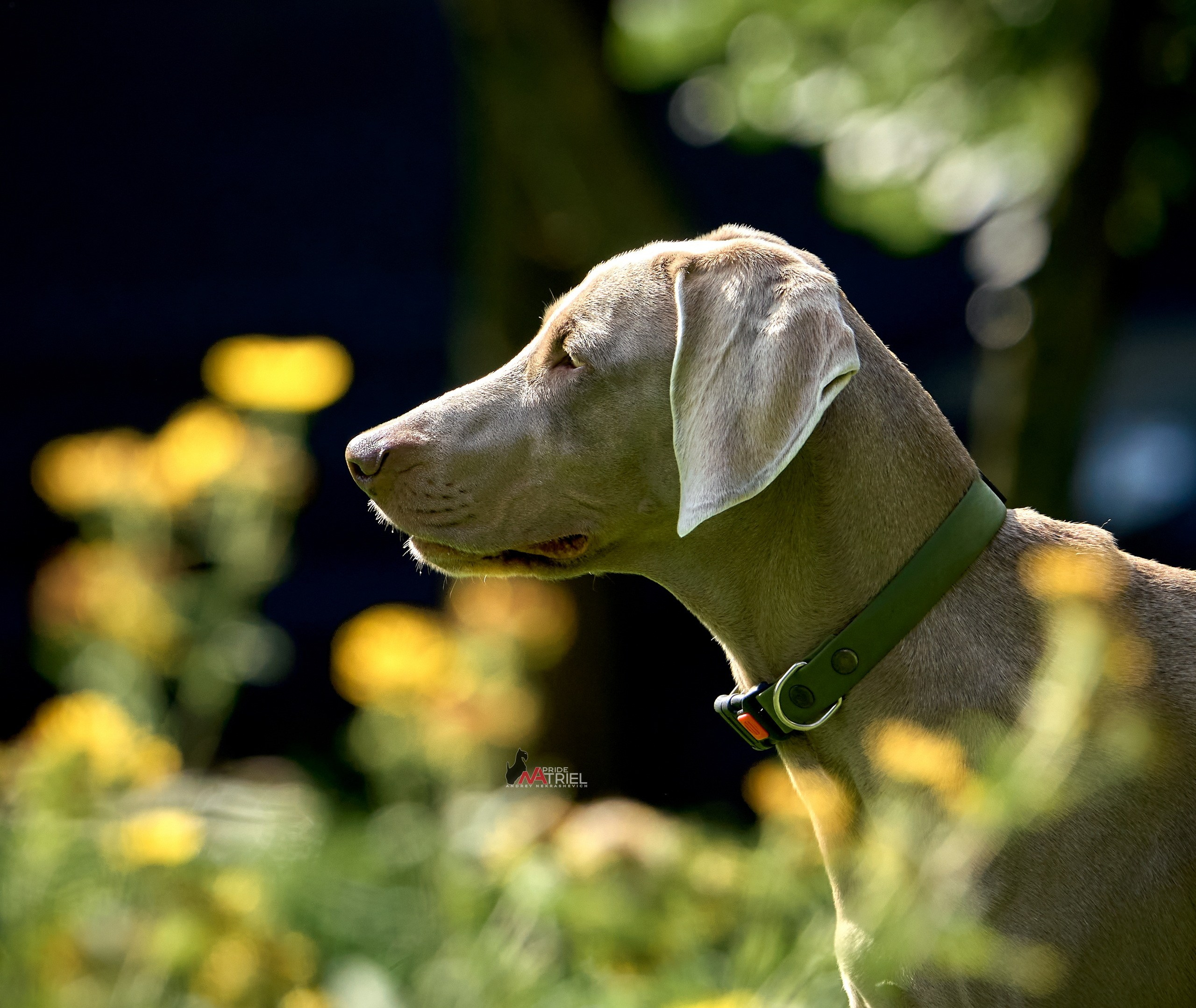 Портреты собак — галерея NATRIEL
