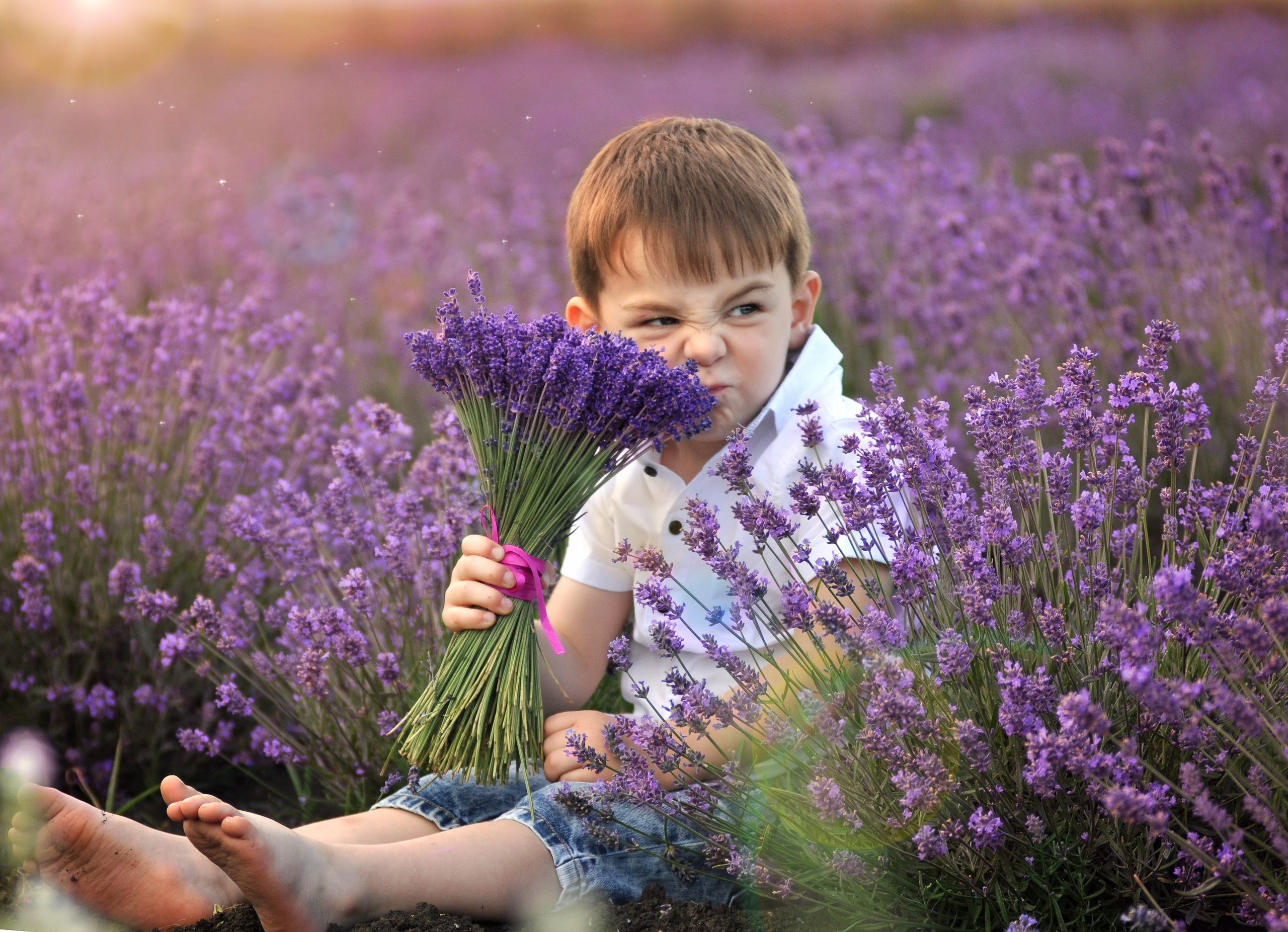 Лаванда. Главная