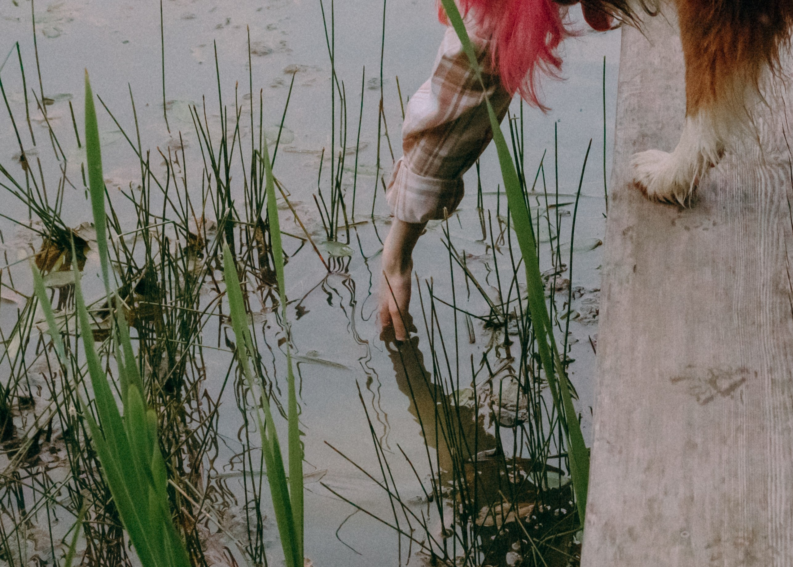 Виолетта, Лила и Питер. Фотограф-анималист Ксения Воробьева, Москва