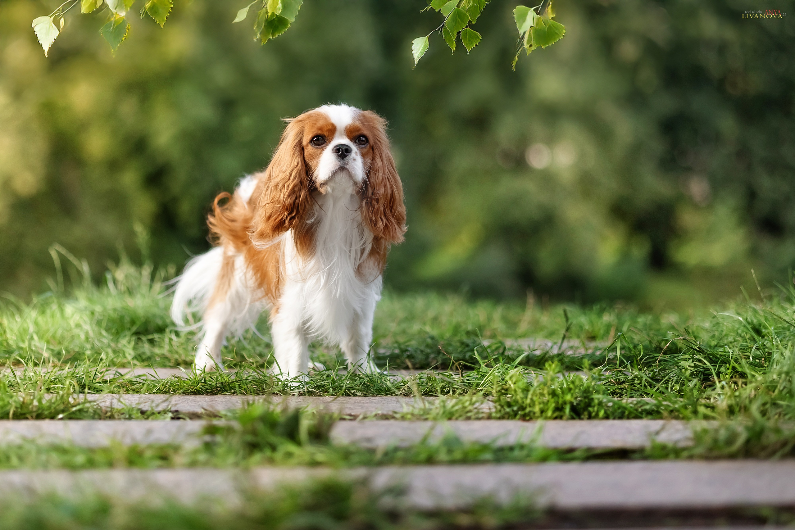 Маруся и Энди. Фотограф анималист Аня Ливанова | Рыбинск
