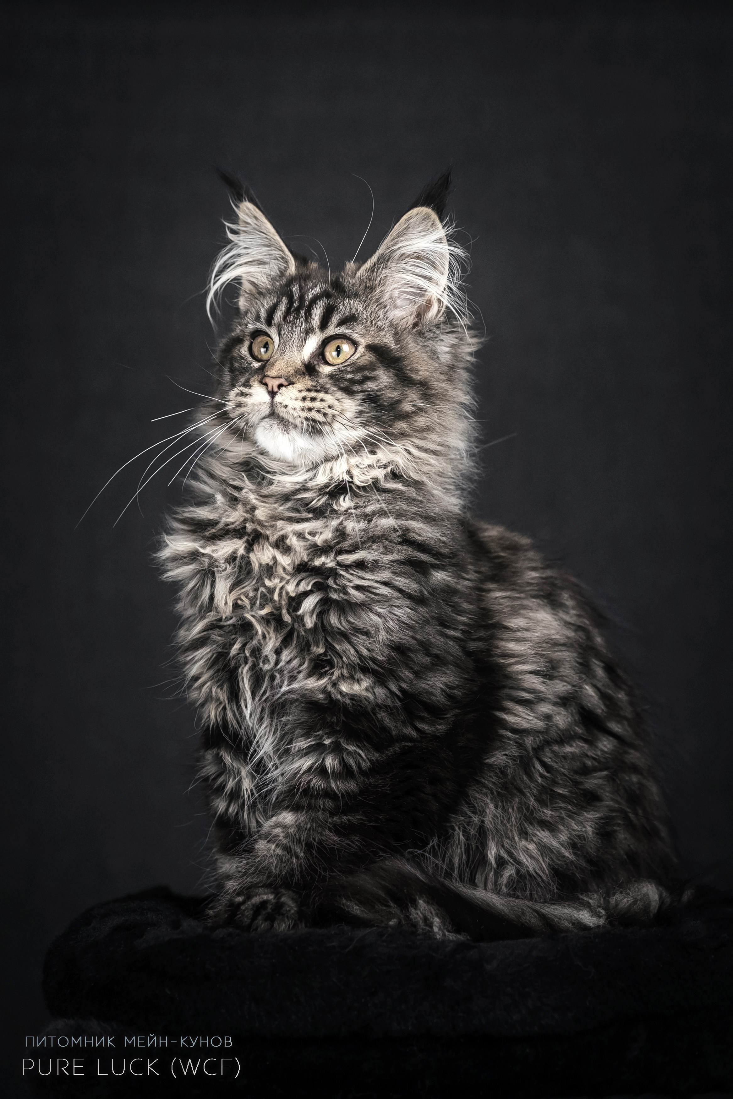 Куны. Фотограф анималист Аня Ливанова | Рыбинск