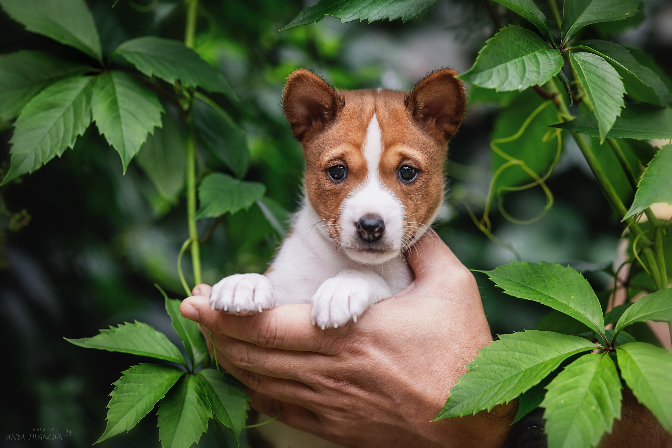 Басенджи. Фотограф анималист Аня Ливанова | Рыбинск