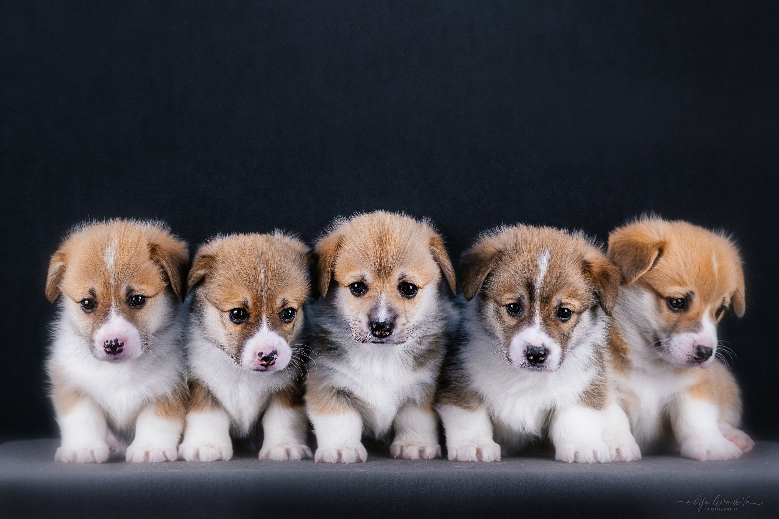 Коржики. Фотограф анималист Аня Ливанова | Рыбинск