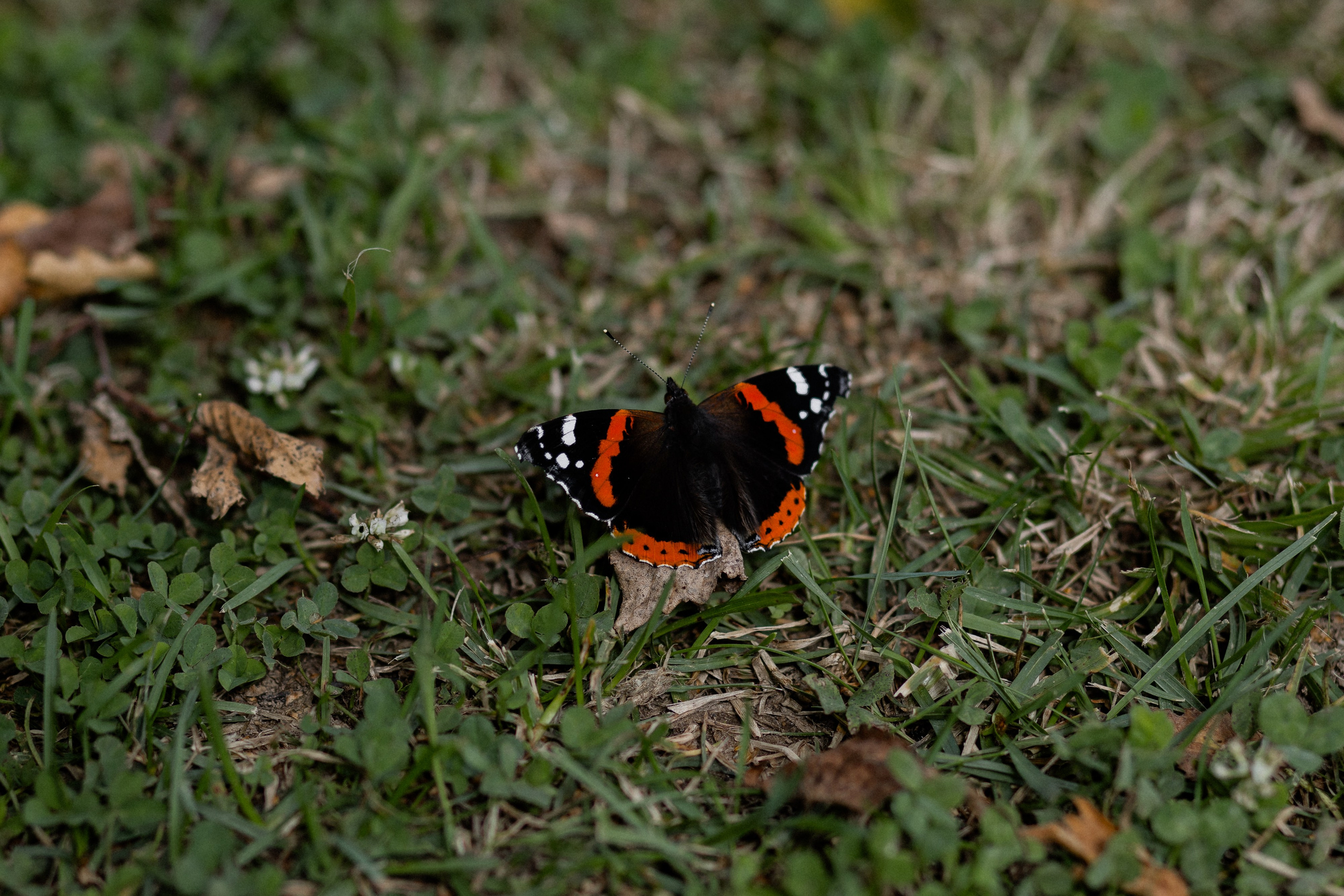Свадебная фотосессия в агроусадьбе Лабодянка в Минске. Свадебный фотограф в Минске/Беларуси Сергей Спиридонов
