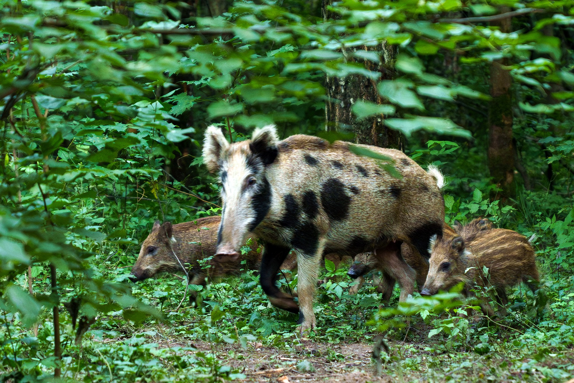 Животные. Ваш личный фотограф Марина Волкова