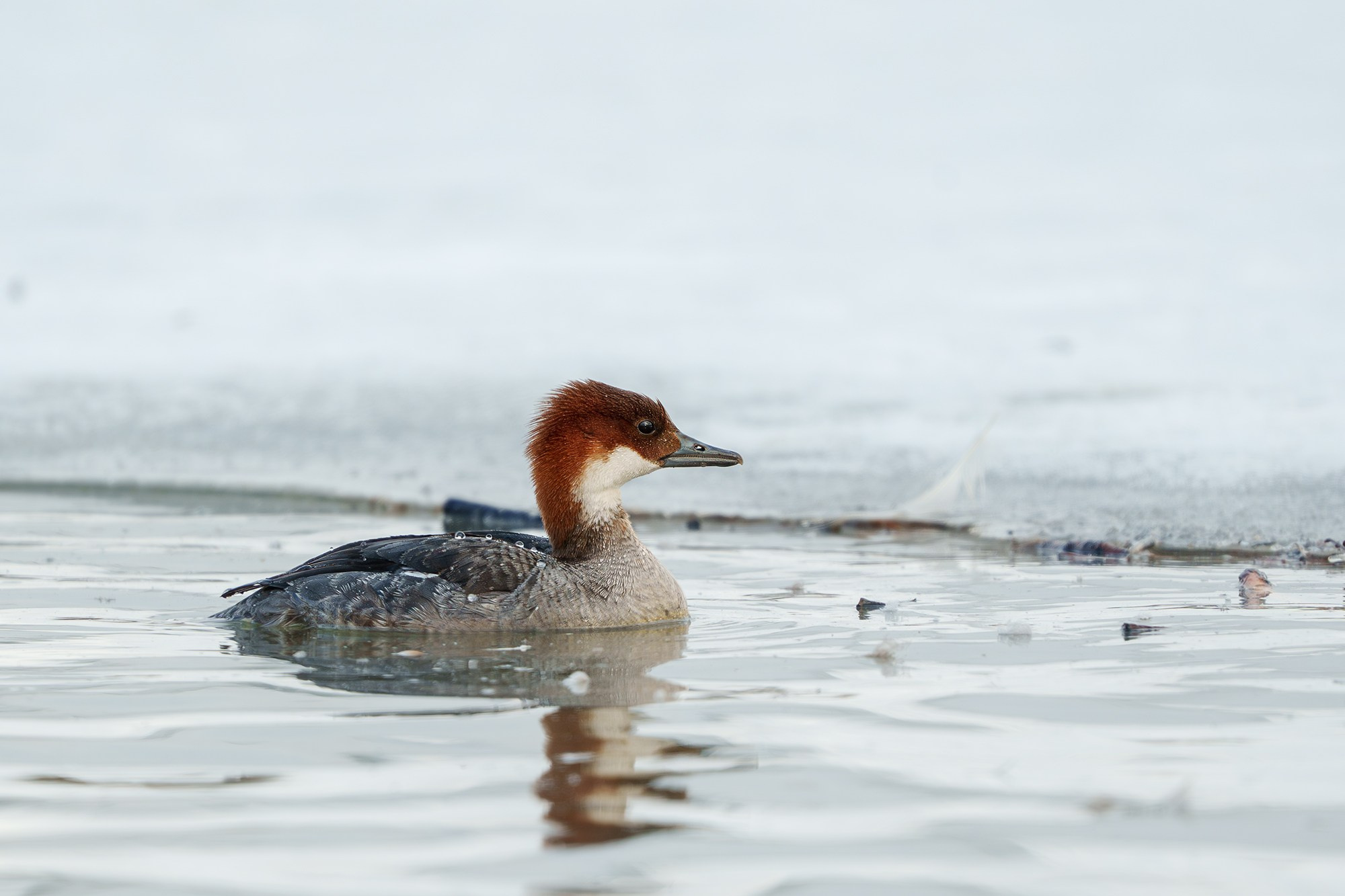 Удивительные мир птиц. Вокруг нас столько прекрасного — присмотритесь!. Ваш личный фотограф Марина Волкова
