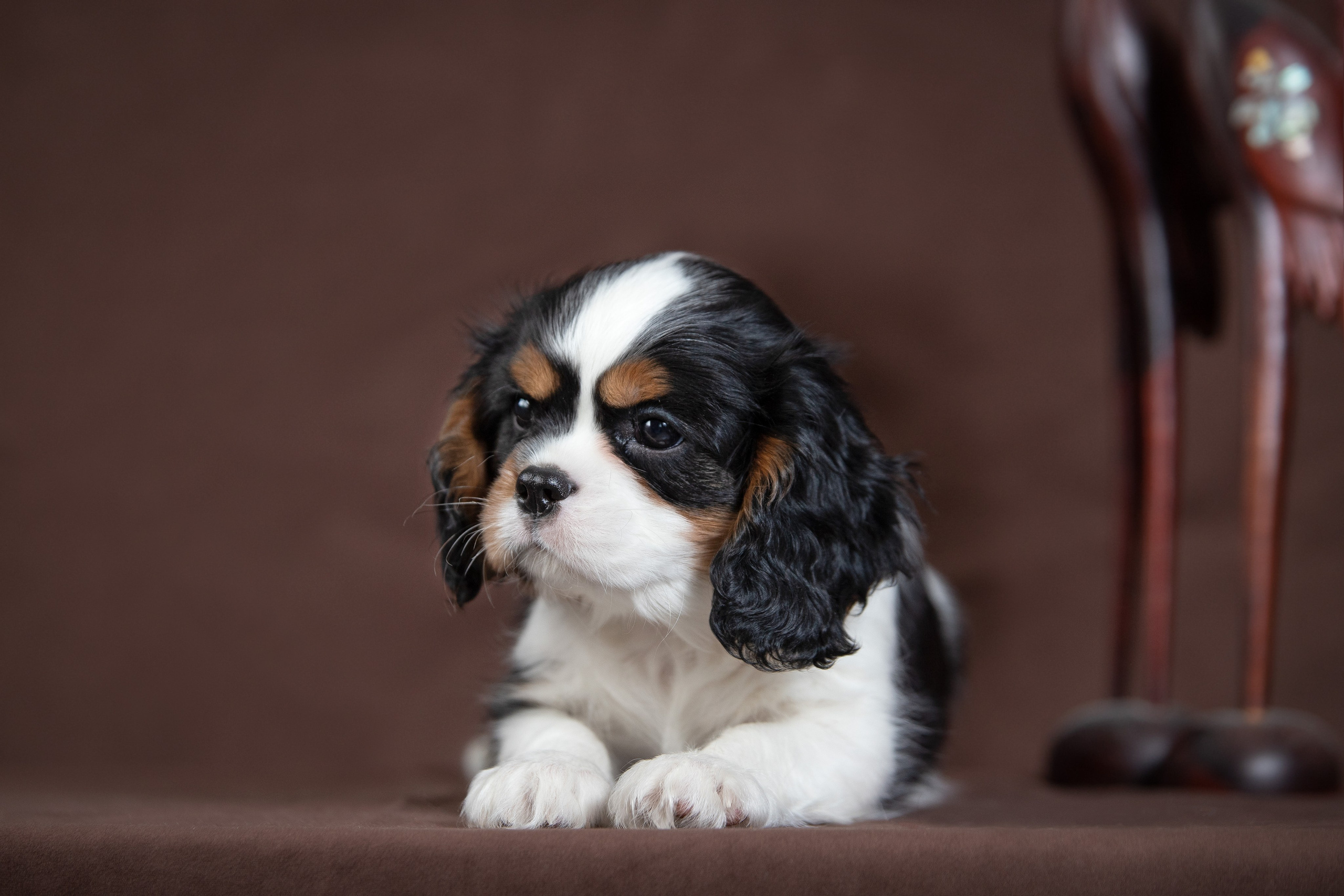 КАВАЛЕР КИНГ ЧАРЛЬЗ СПАНИЕЛЬ. Юлия Микульская. Рыбинск