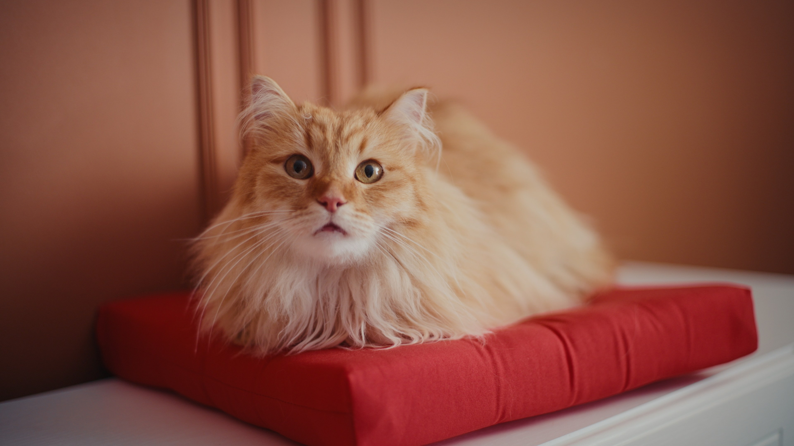 Клей «Контакт» — commercial. DANILA KOMKIN — Colorist