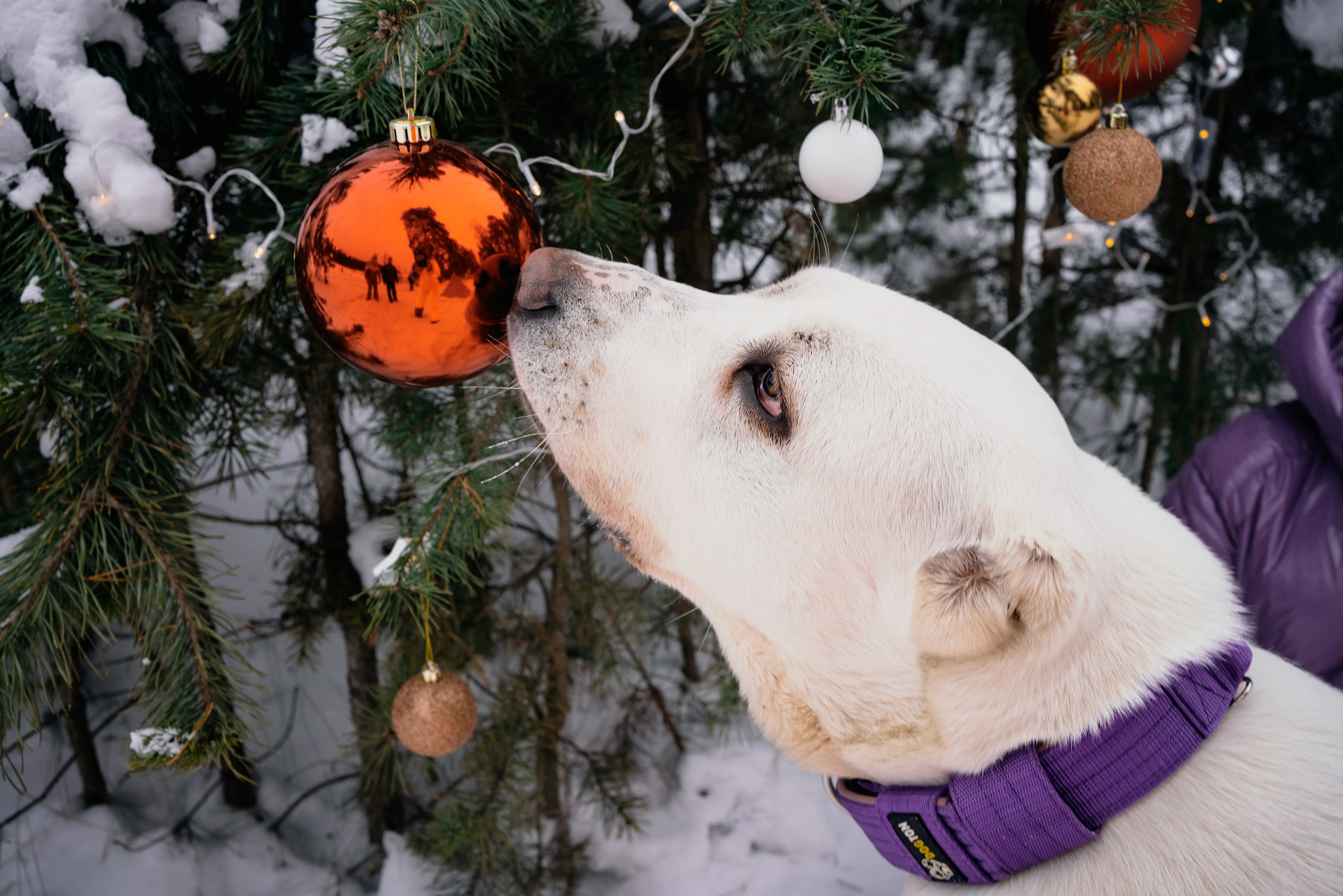 Г. Миасс 2023-2024. Фотограф-анималист Анастасия Большакова