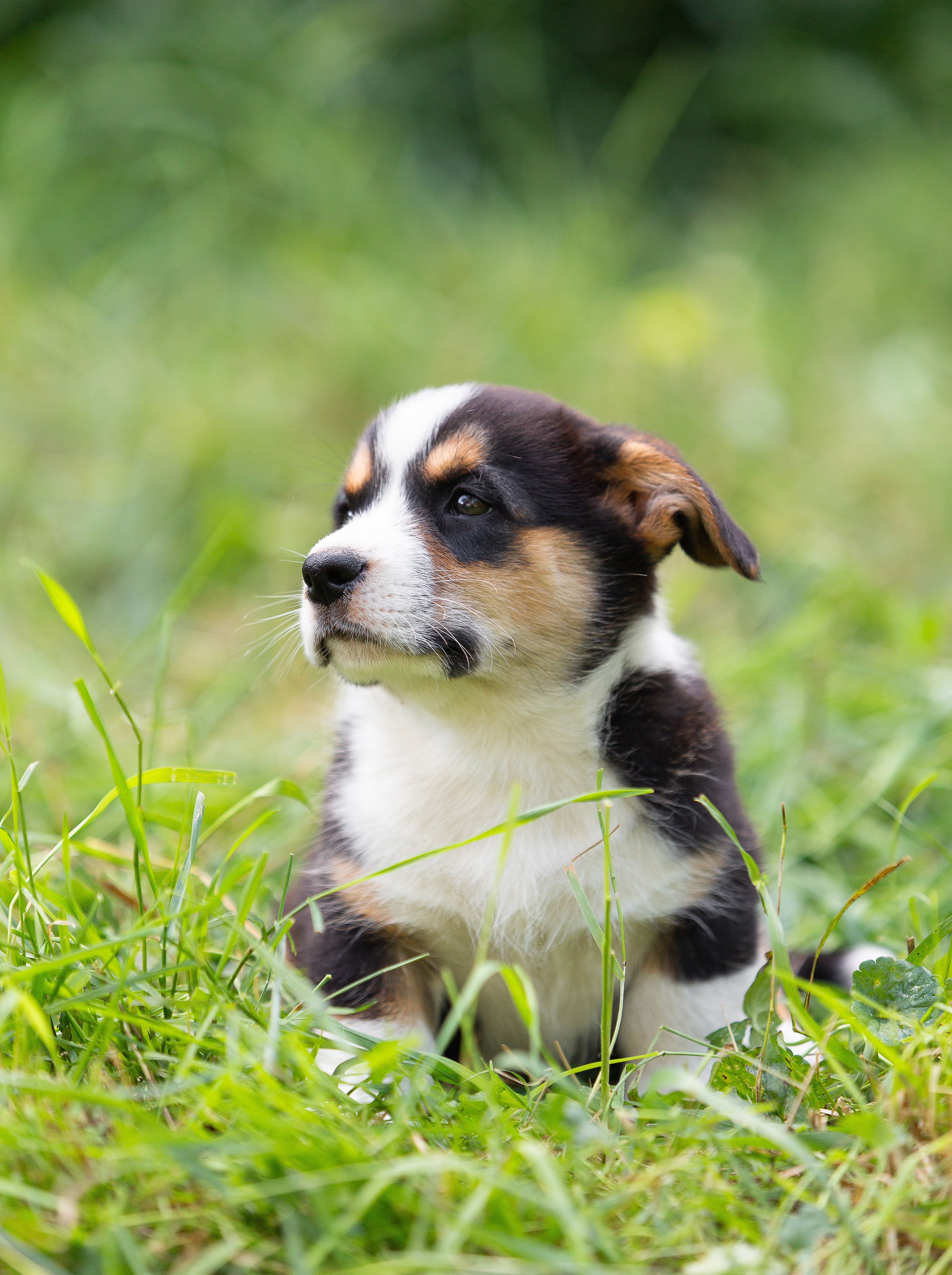 Корги (фотопрогулка). Фотограф-анималист в Москве, МО и Владимире