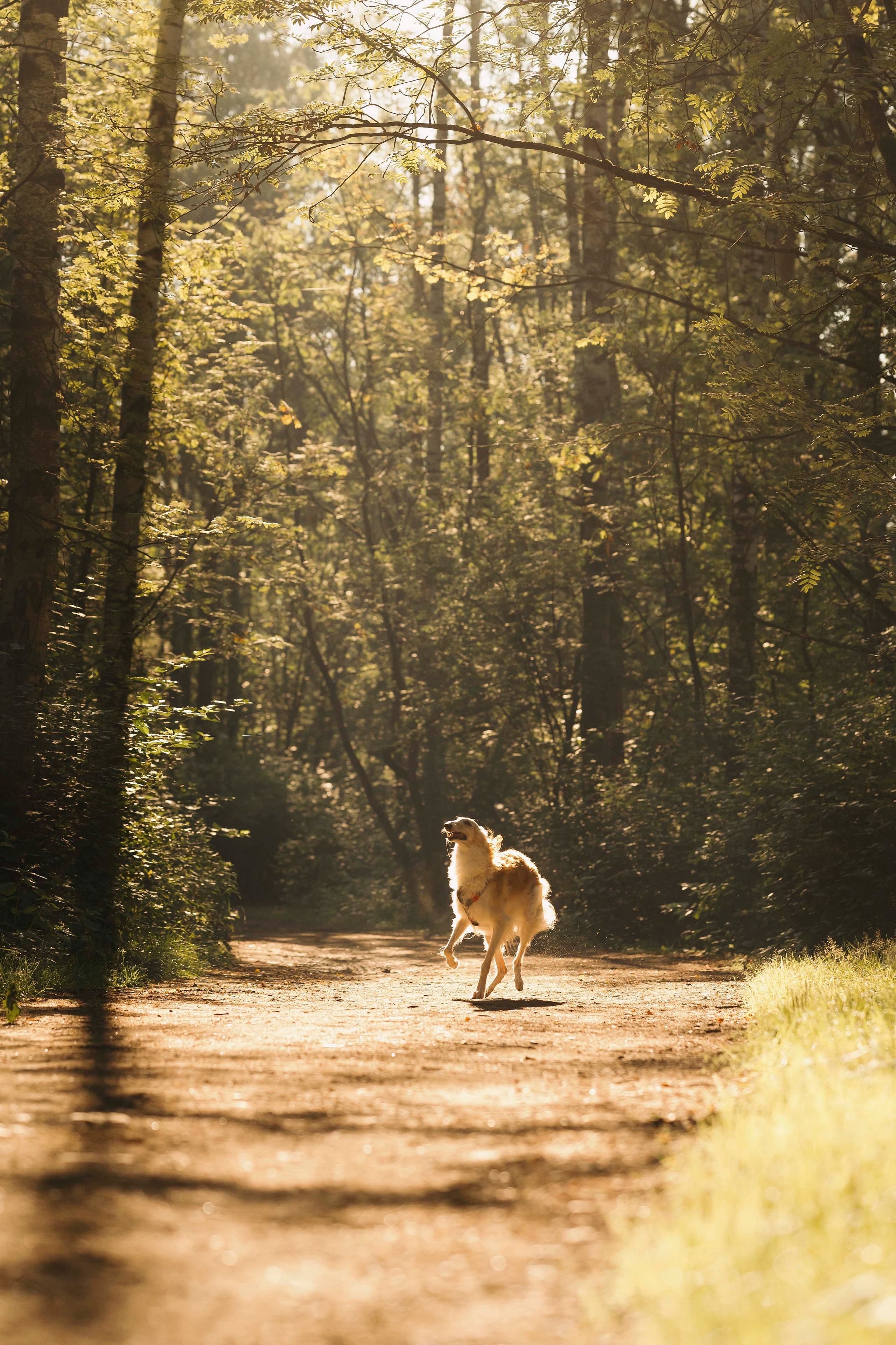 Тайга. Фотограф- анималист Александра Матвеева