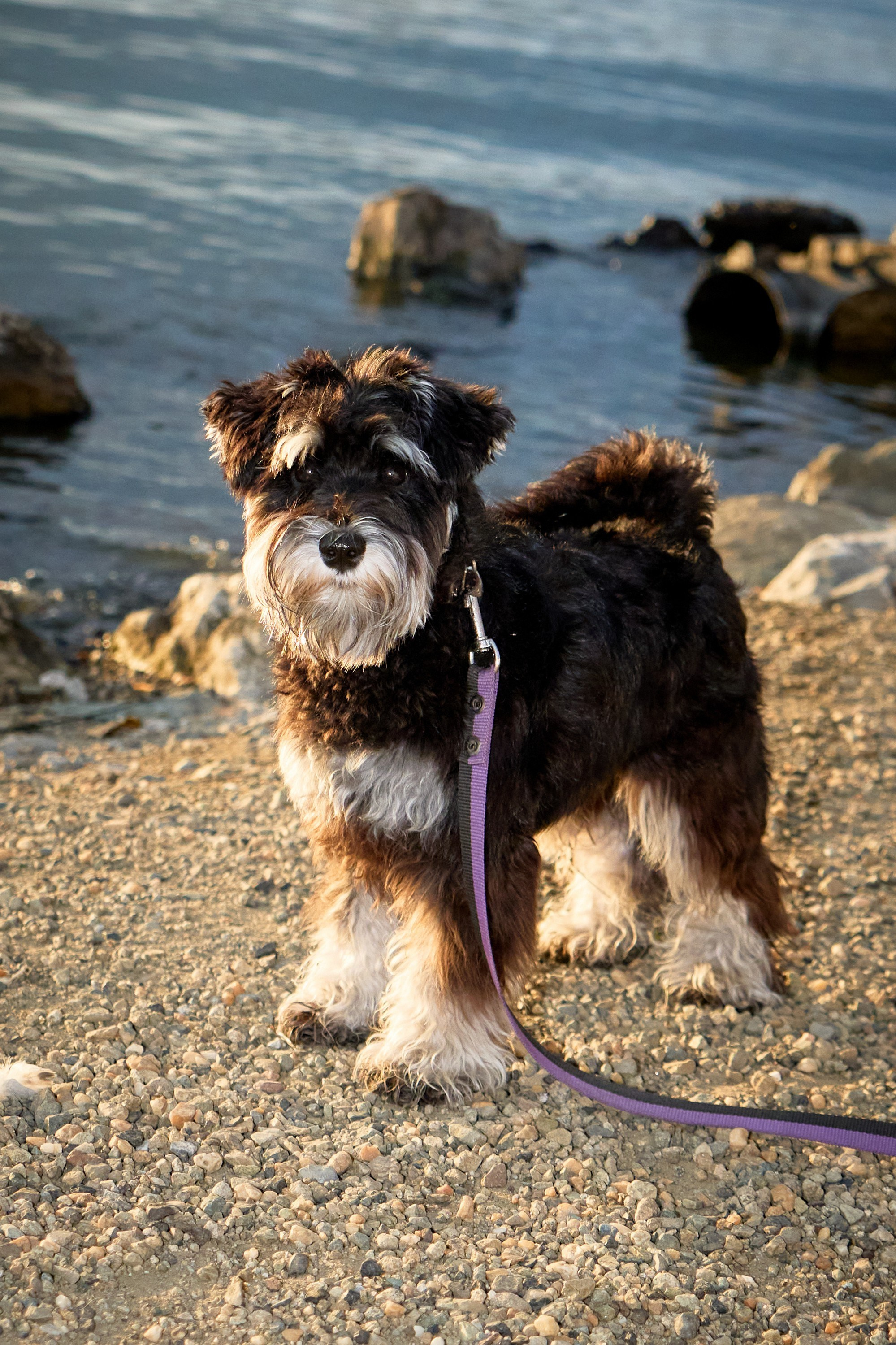 Съемка собак. Фотограф в Екатеринбурге Анастасия Фе
