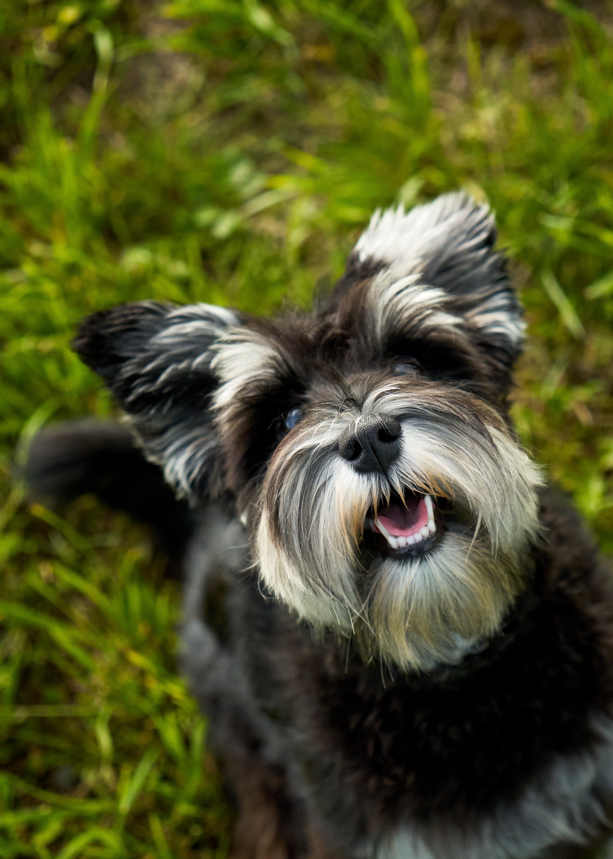 Съемка собак. Фотограф в Екатеринбурге Анастасия Фе
