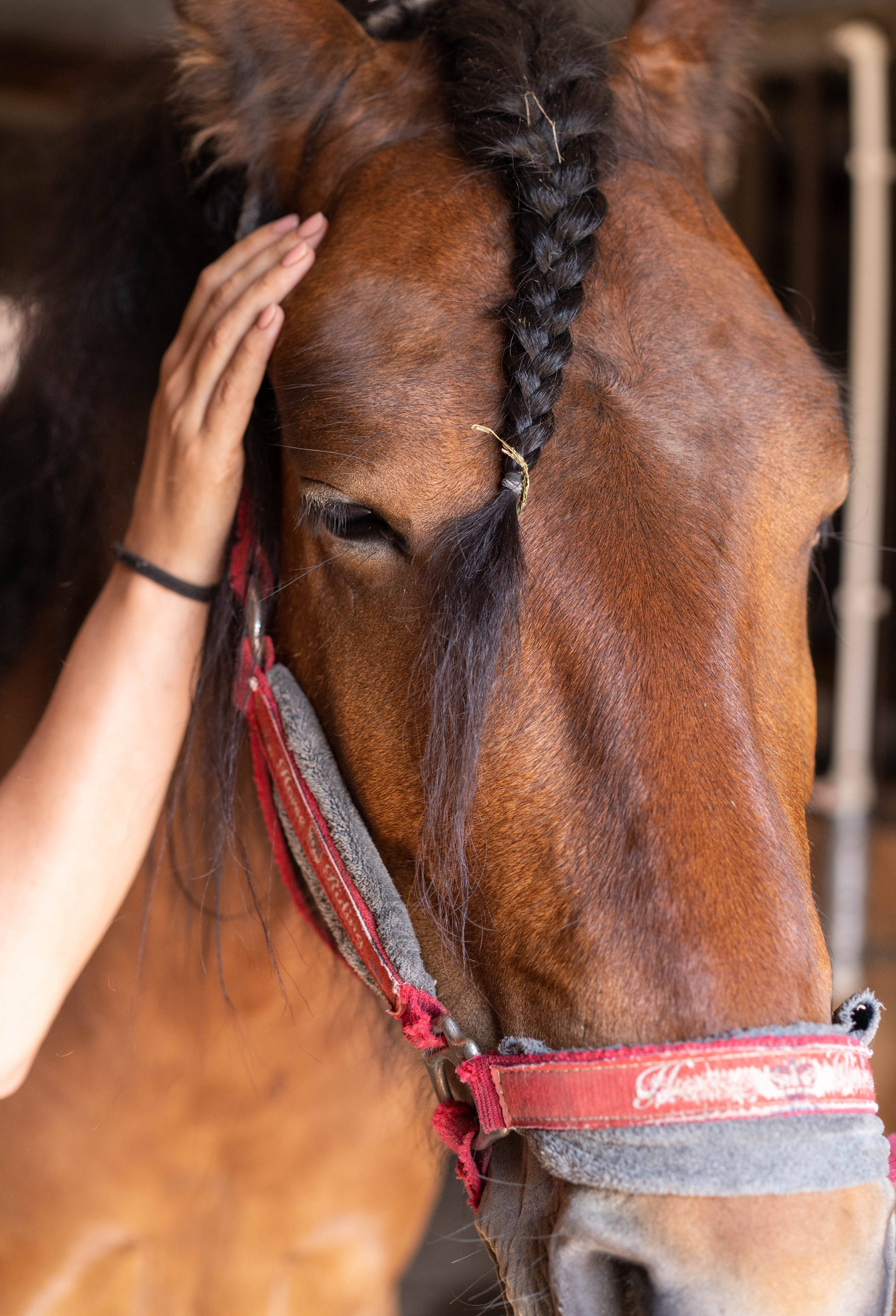 Катание на лошадях. Фотограф Лютикова Ирина, Тюмень, Москва