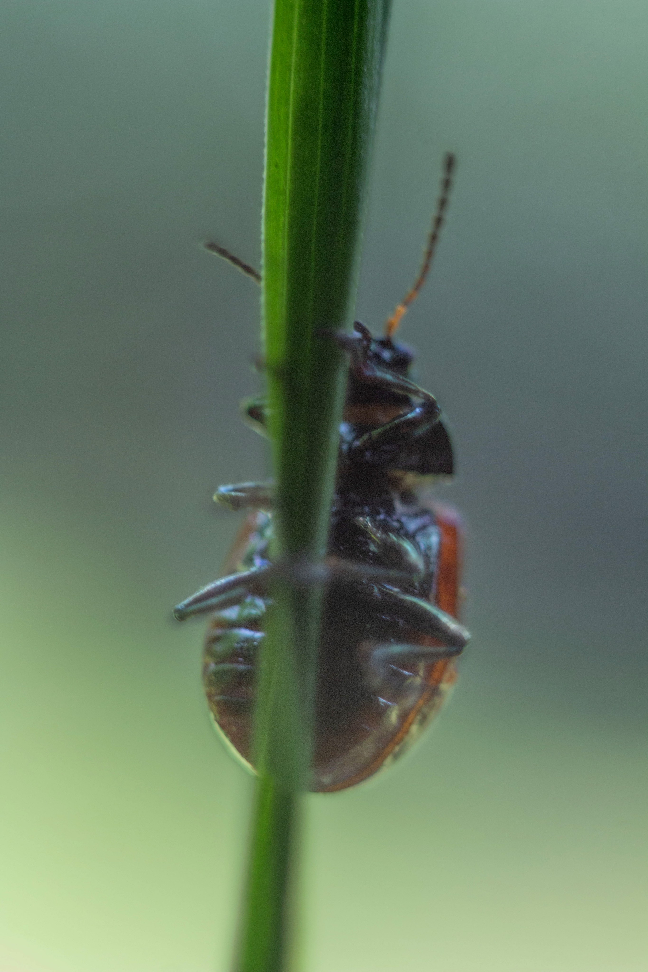 Макро. Фотограф Лагутин Анатолий