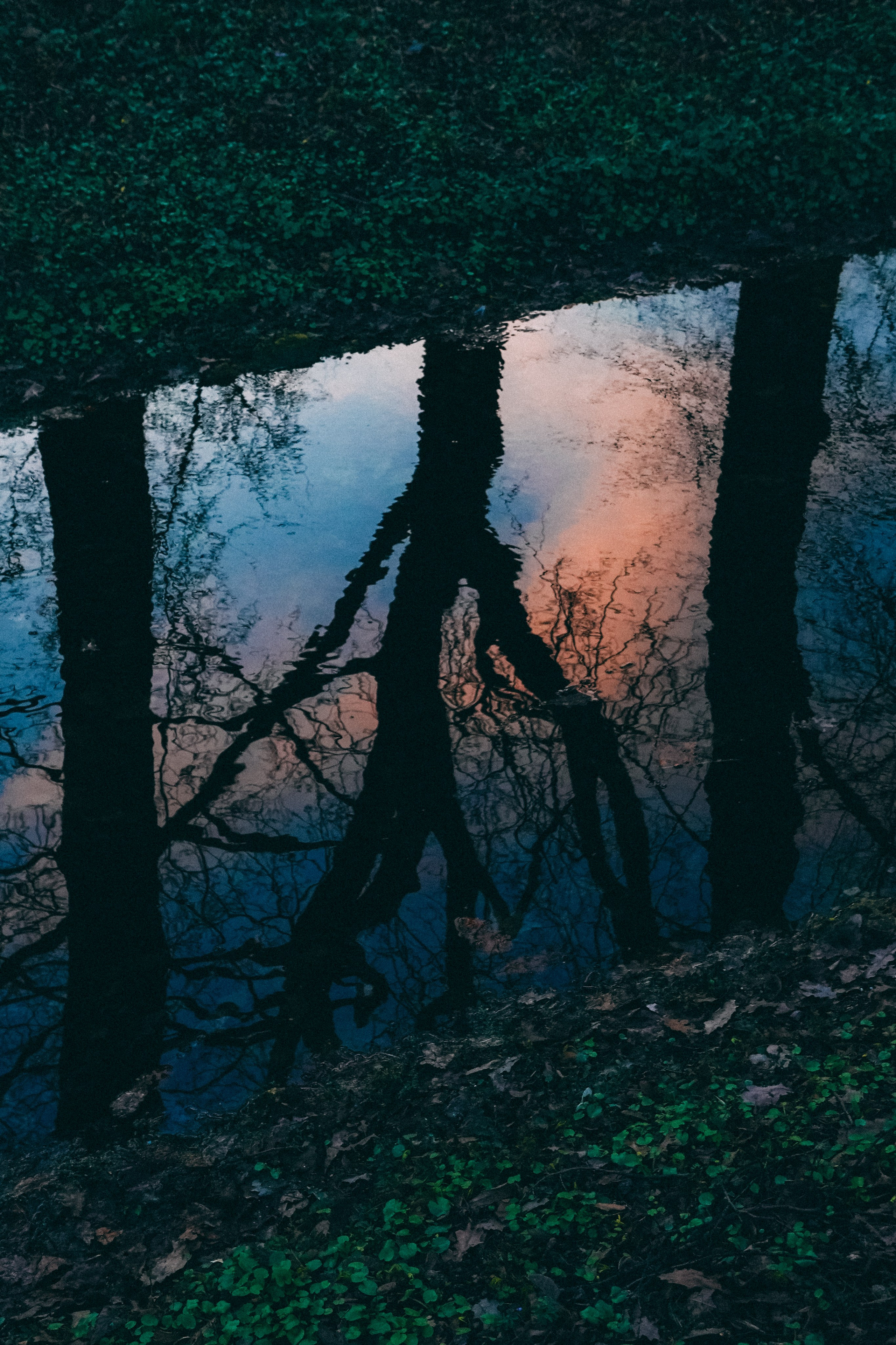 Ботанический сад. Фотограф Алиса Аспер