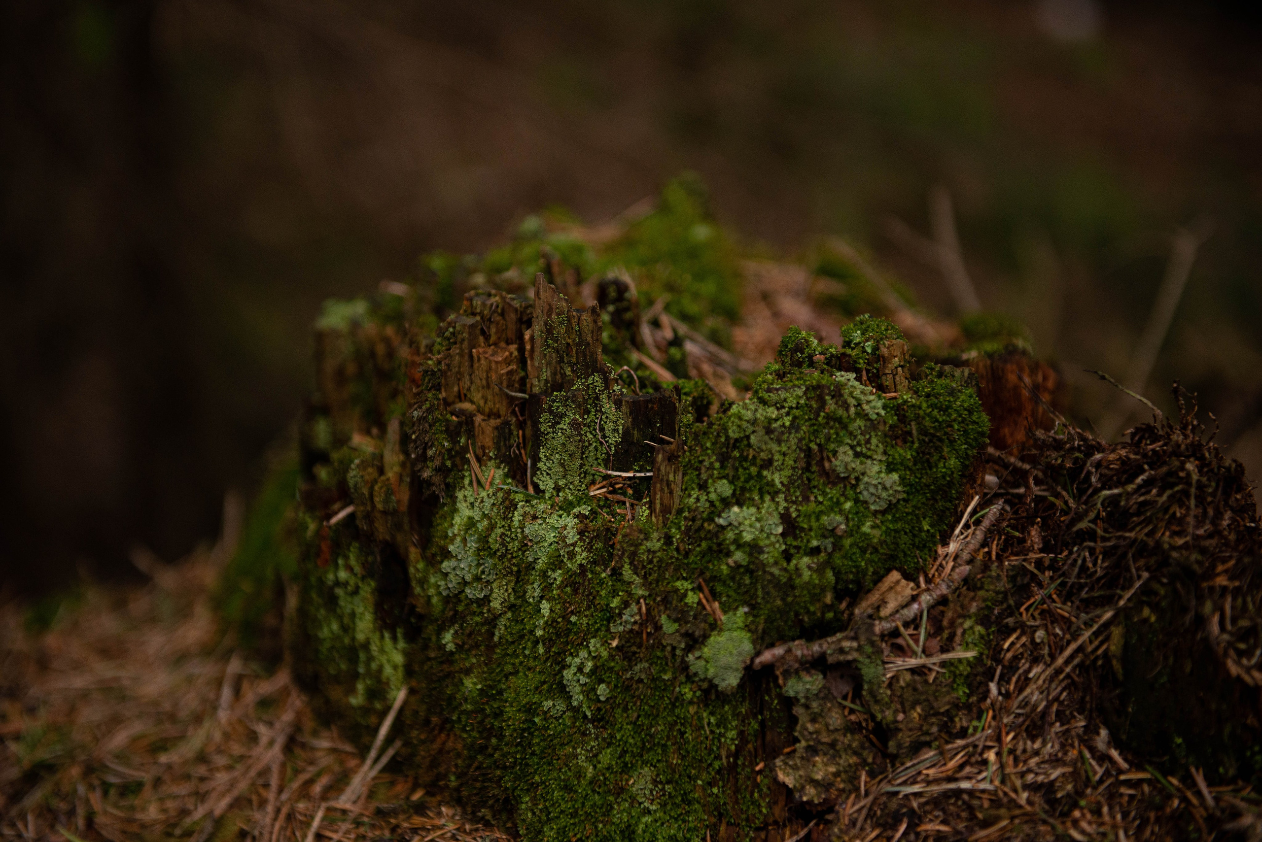 Лен. область. Фотограф Алиса Аспер