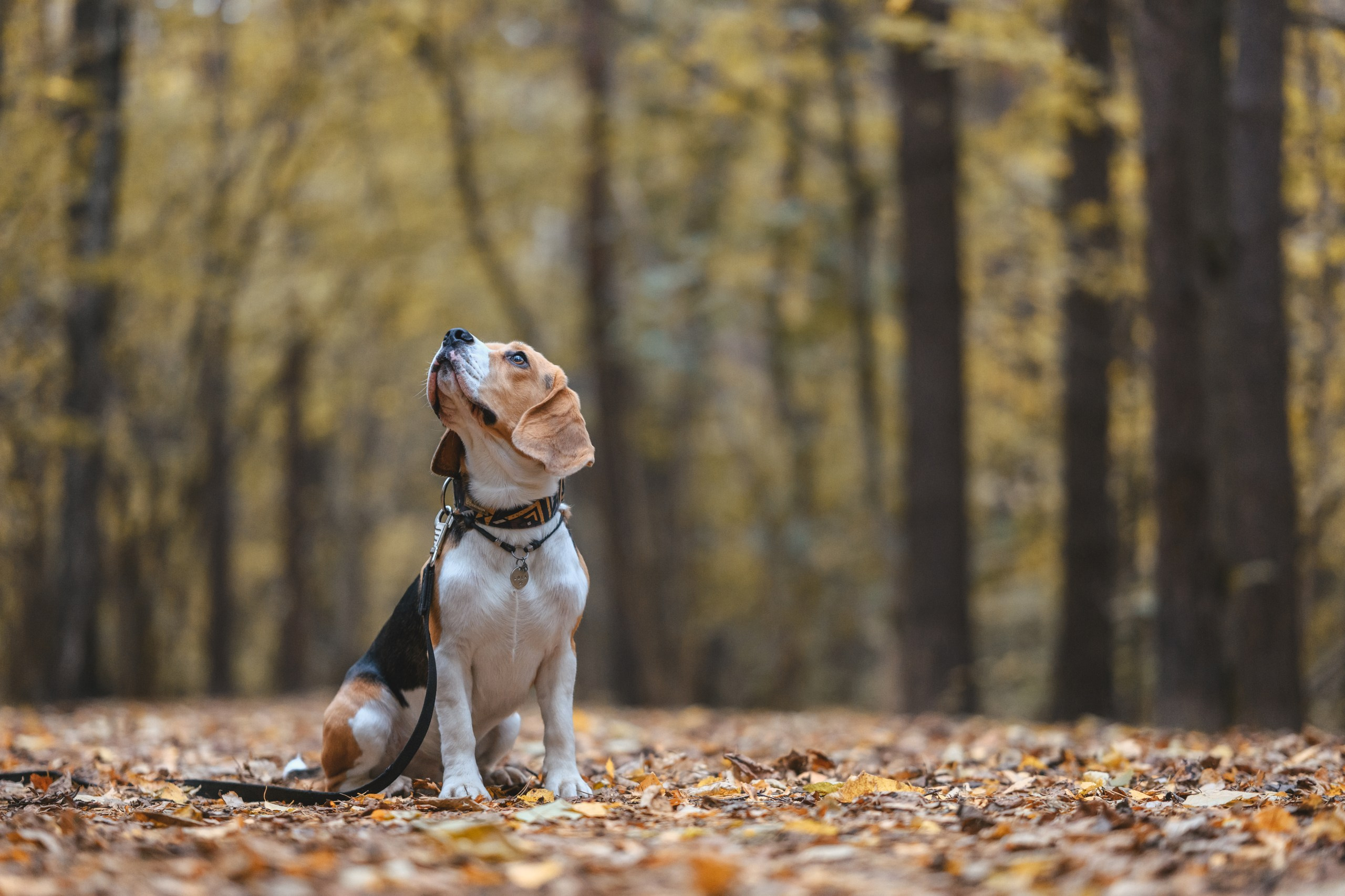 Наталья и Бока. Фотограф Анималист в Москве Анастасия Жучкова