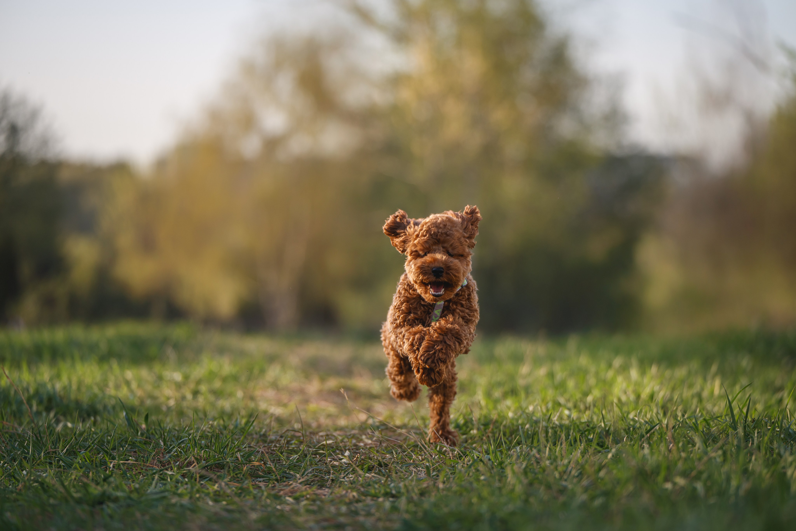 Пудель на закате. Фотограф Анималист в Москве Анастасия Жучкова