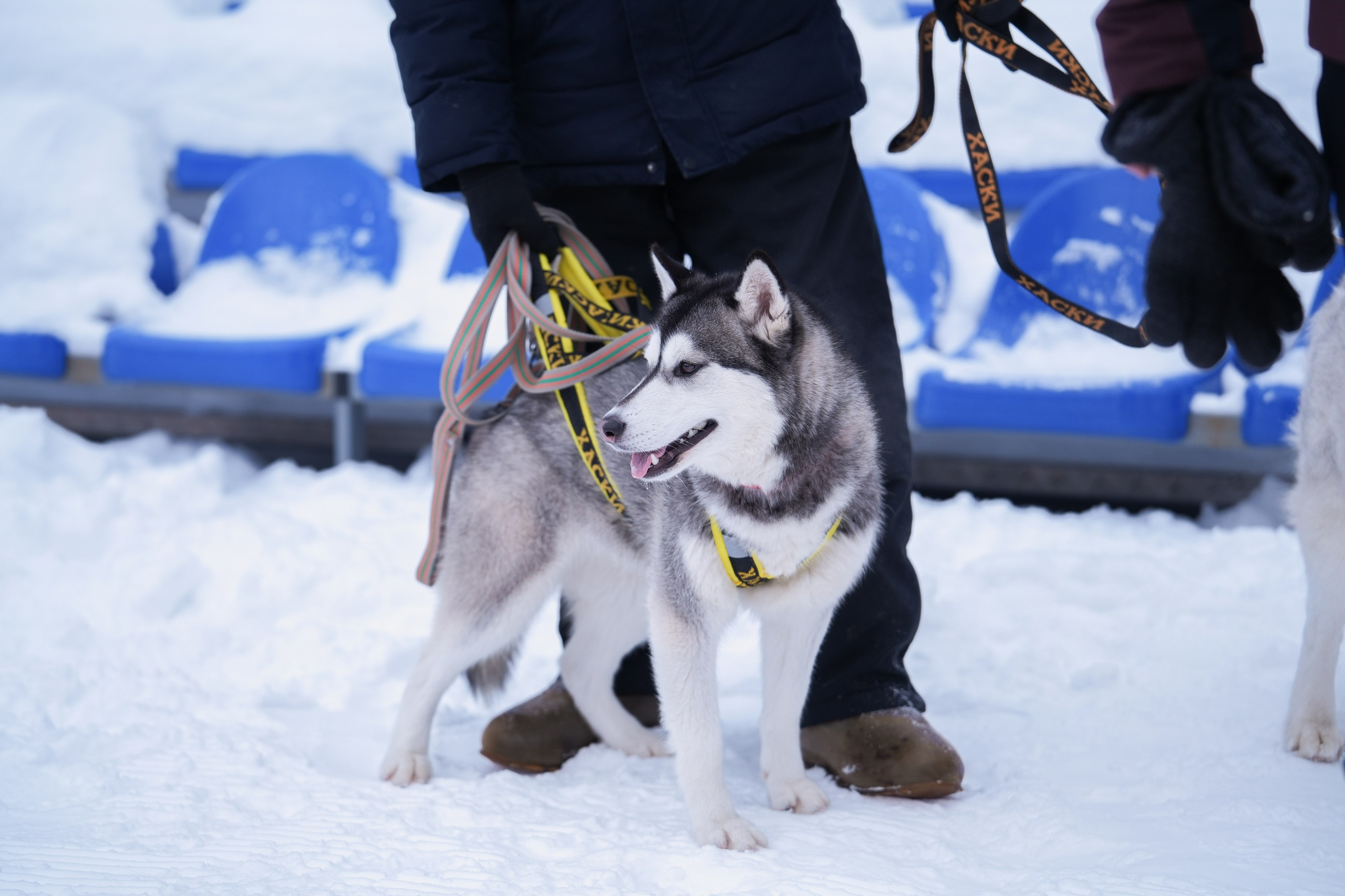 Рождественские гонки на собаках. Т/б «Чайка». Семейный фотограф Владимир Просвиркин. г. Самара