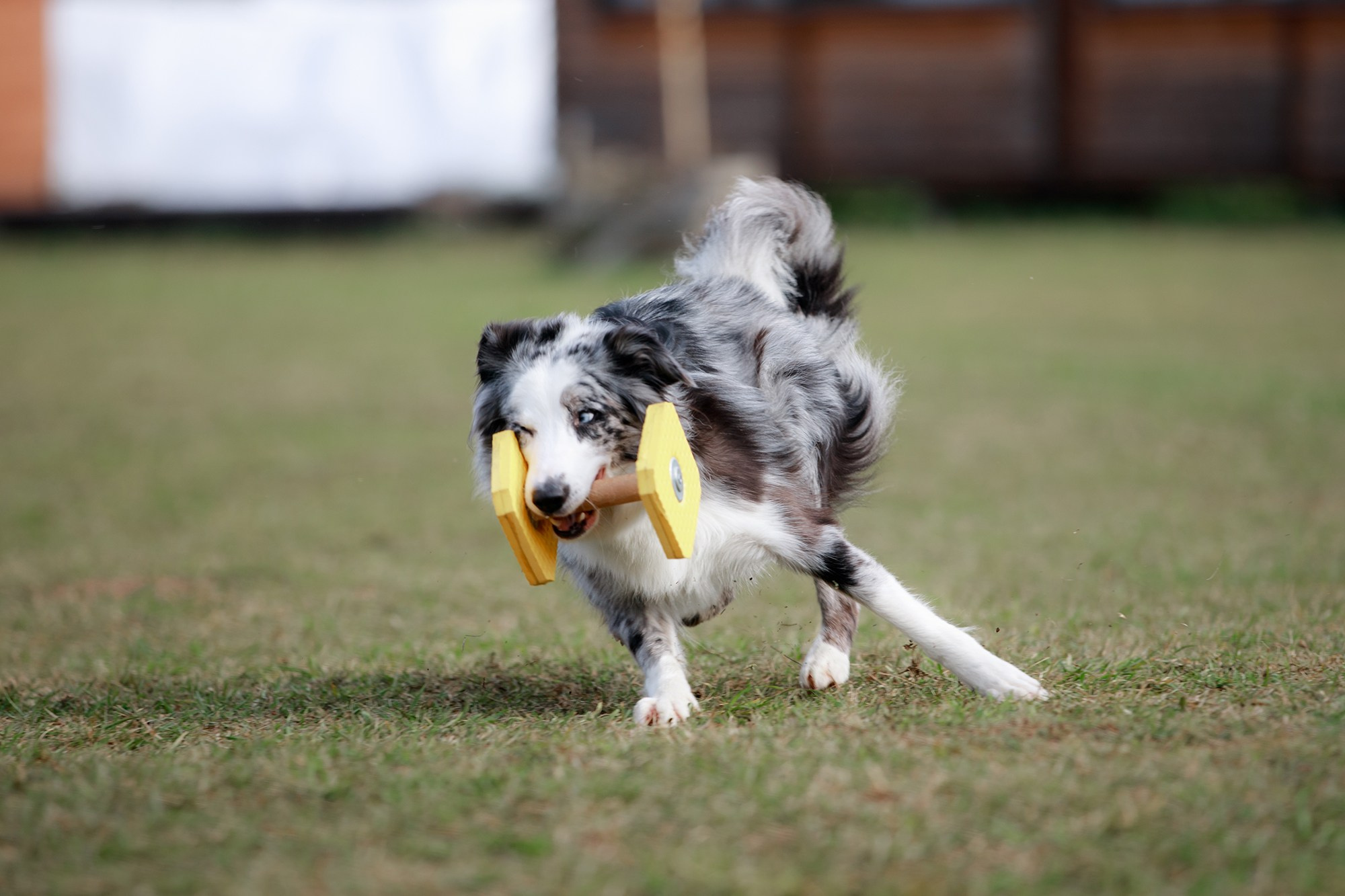 Лагерь по ОБД с Инной Баженовой. Фотограф-анималист Mary Mart — Москва, Питер