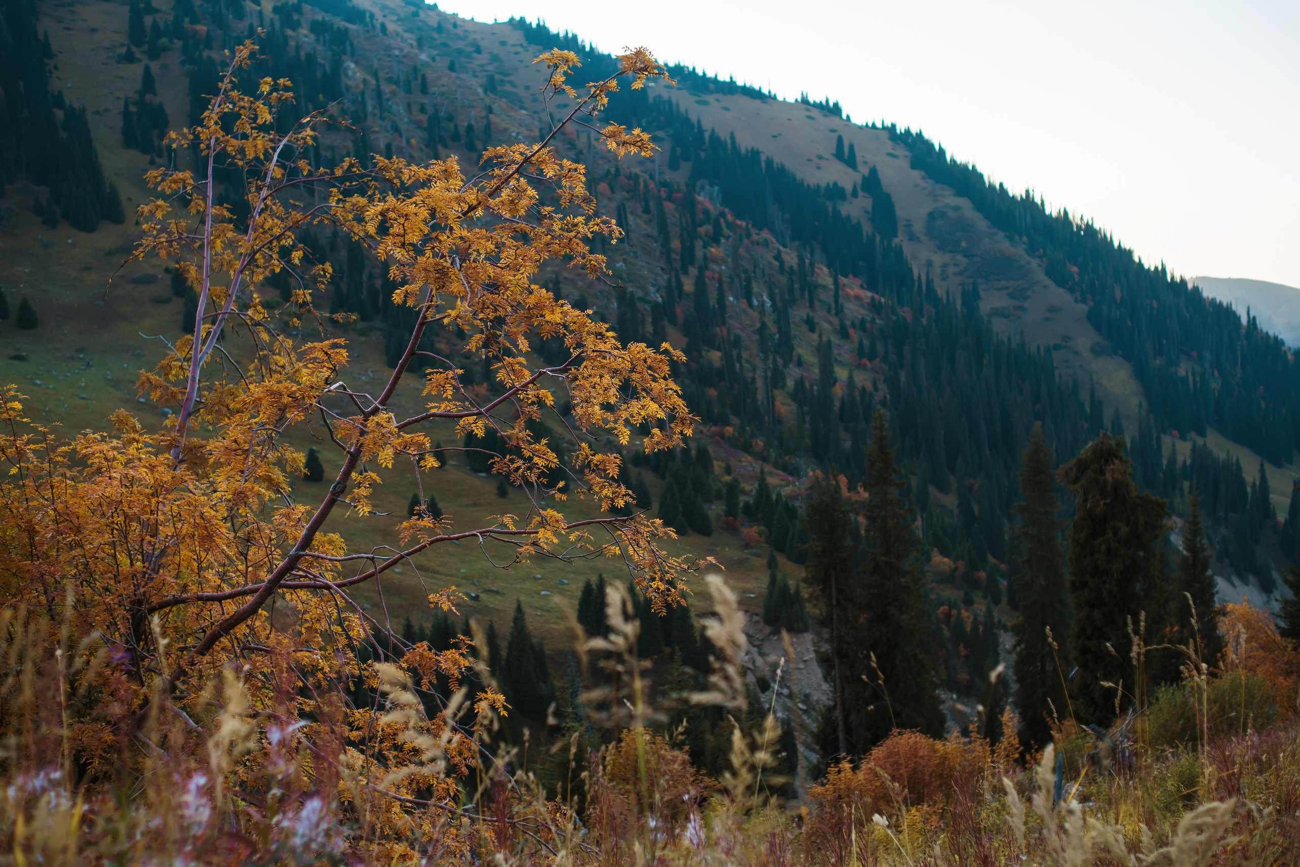 Природа. Профессиональная съемка в Алматы