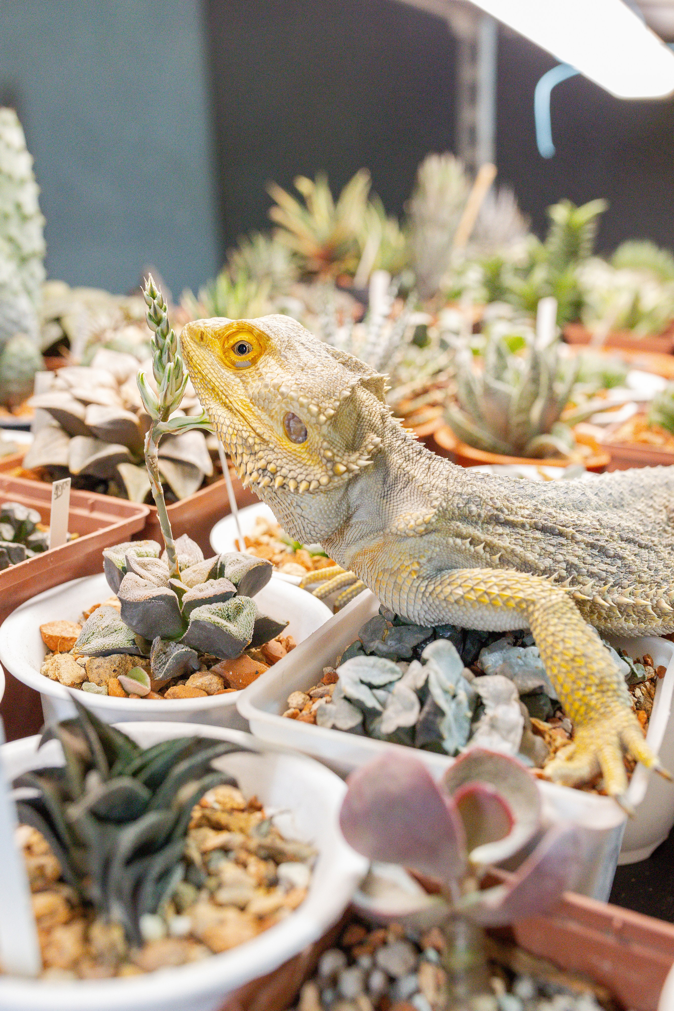 Кактус Фест. Александра Куликова фотограф, Москва