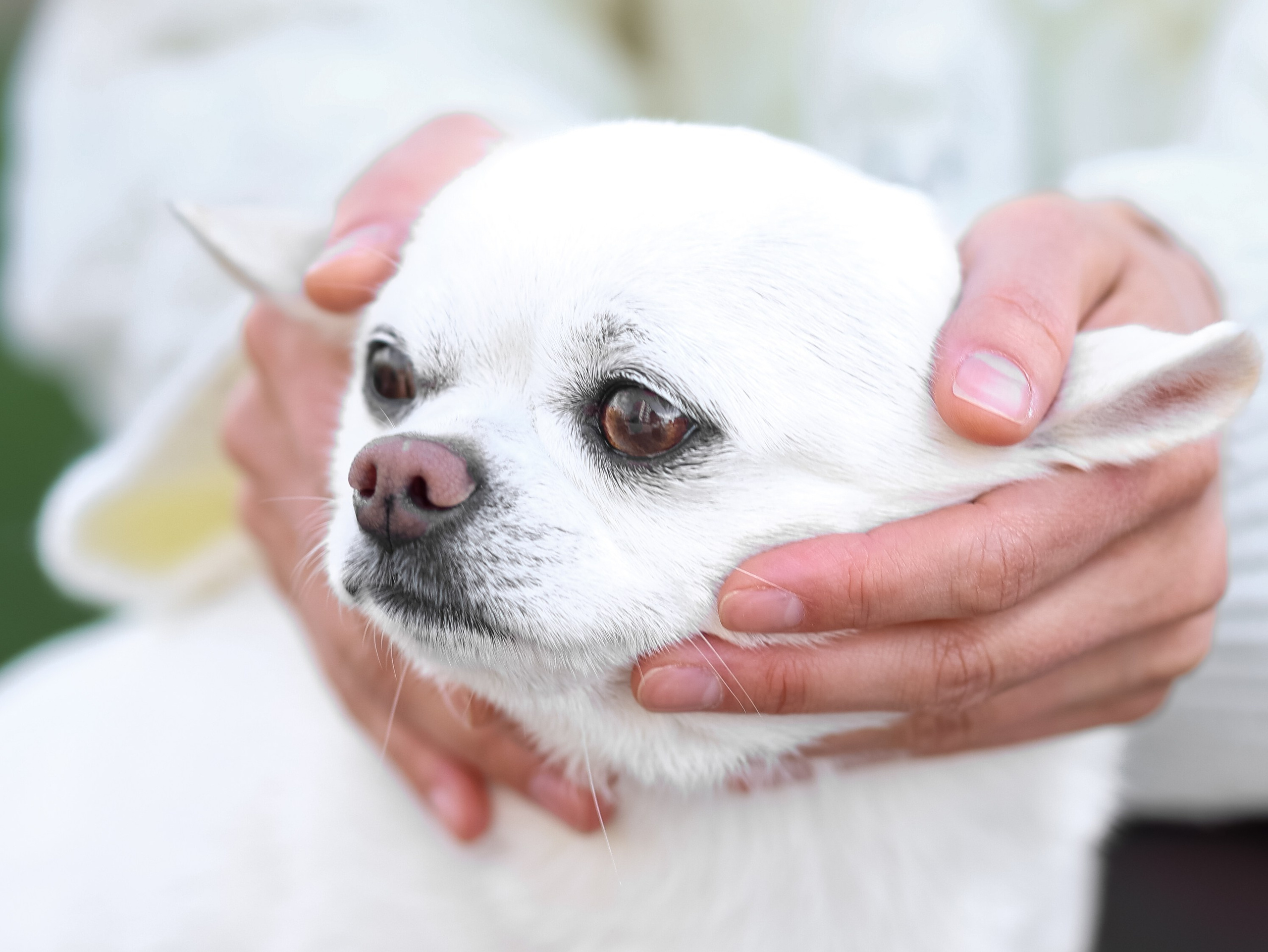 Зефир и Алена. Фотограф-анималист в Москве Кириллова Татьяна