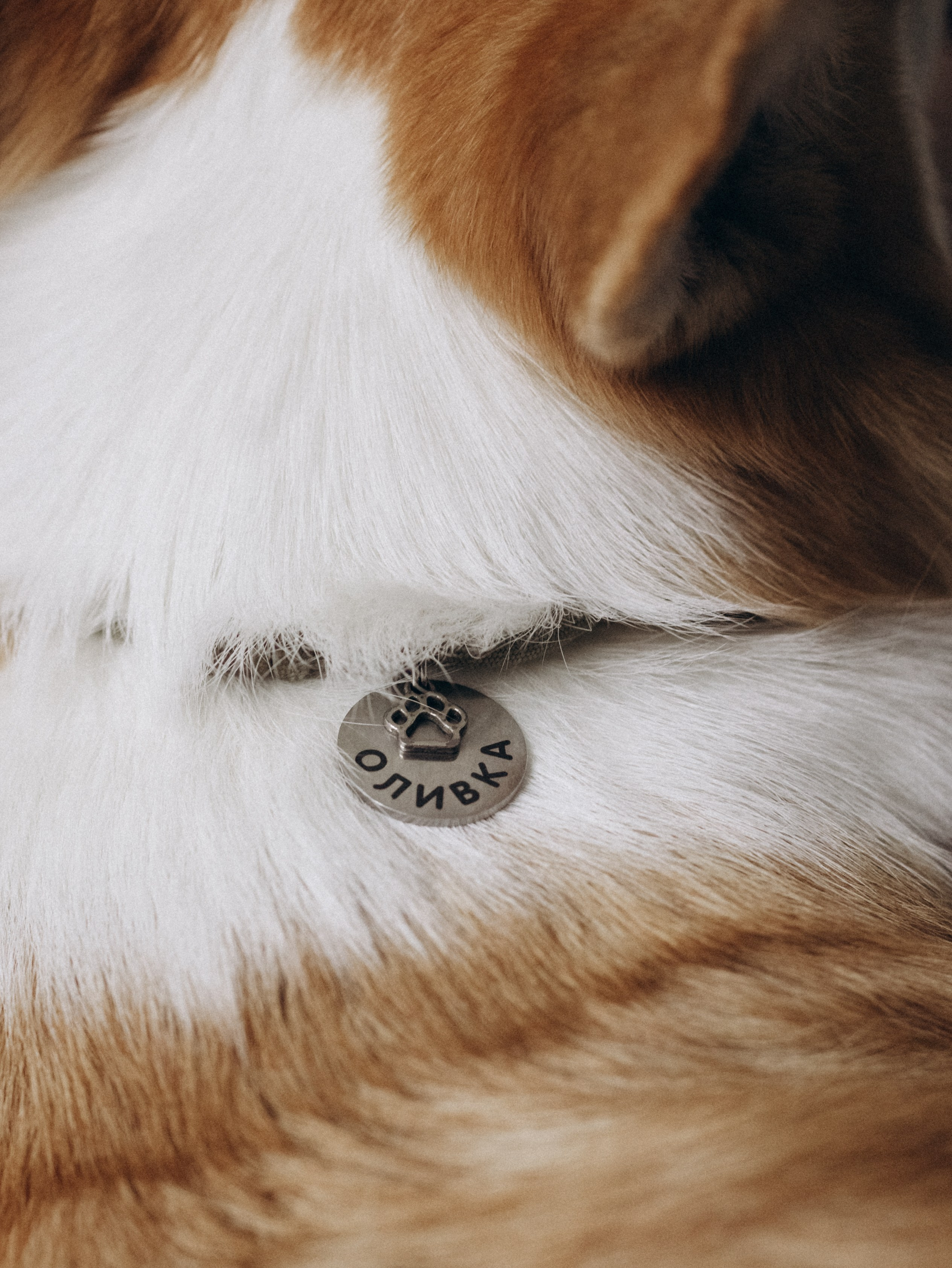 Оливка и Ника. Фотограф-анималист в Москве Кириллова Татьяна