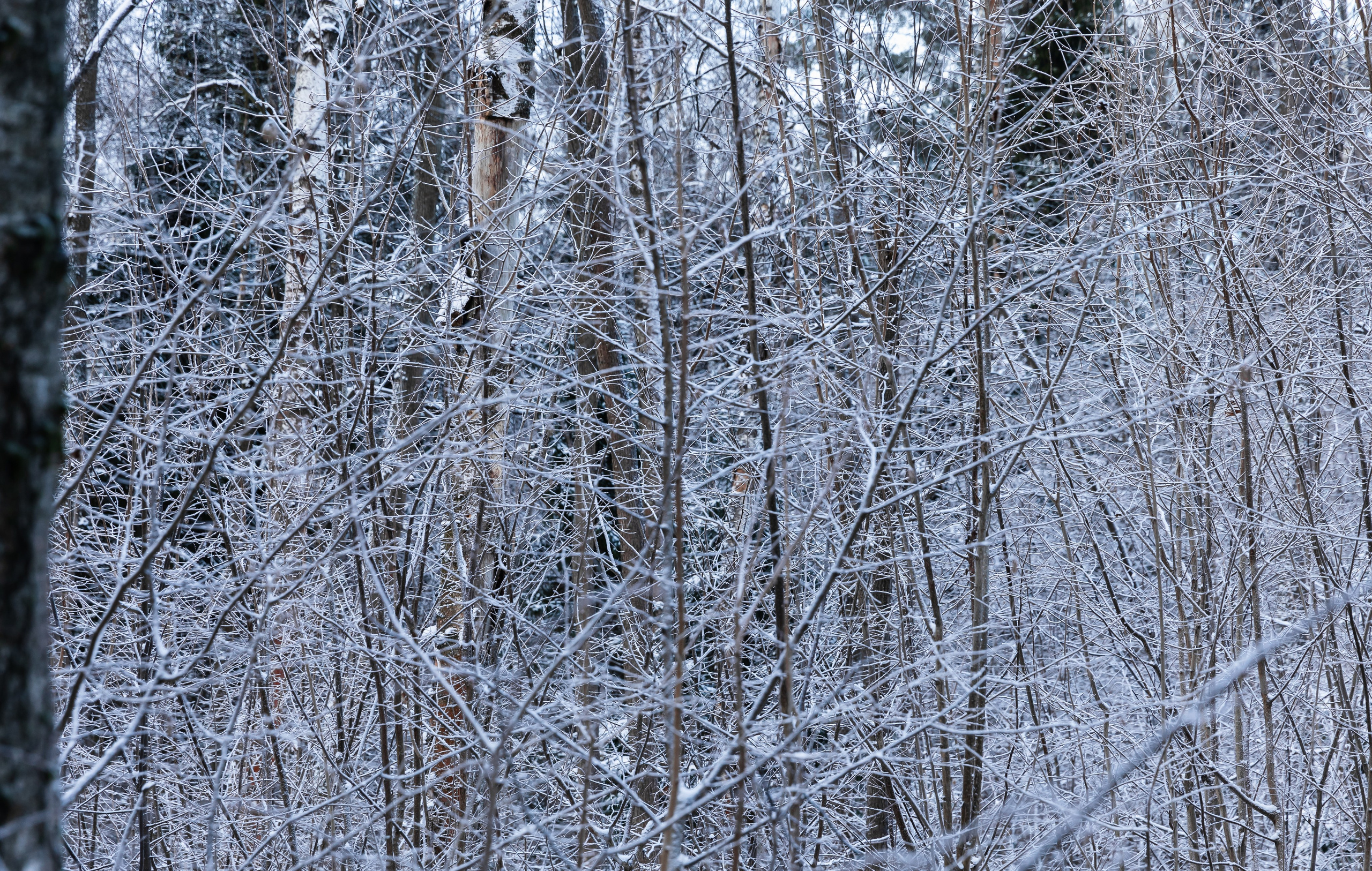 Лосиный остров. Зима. Фотографии